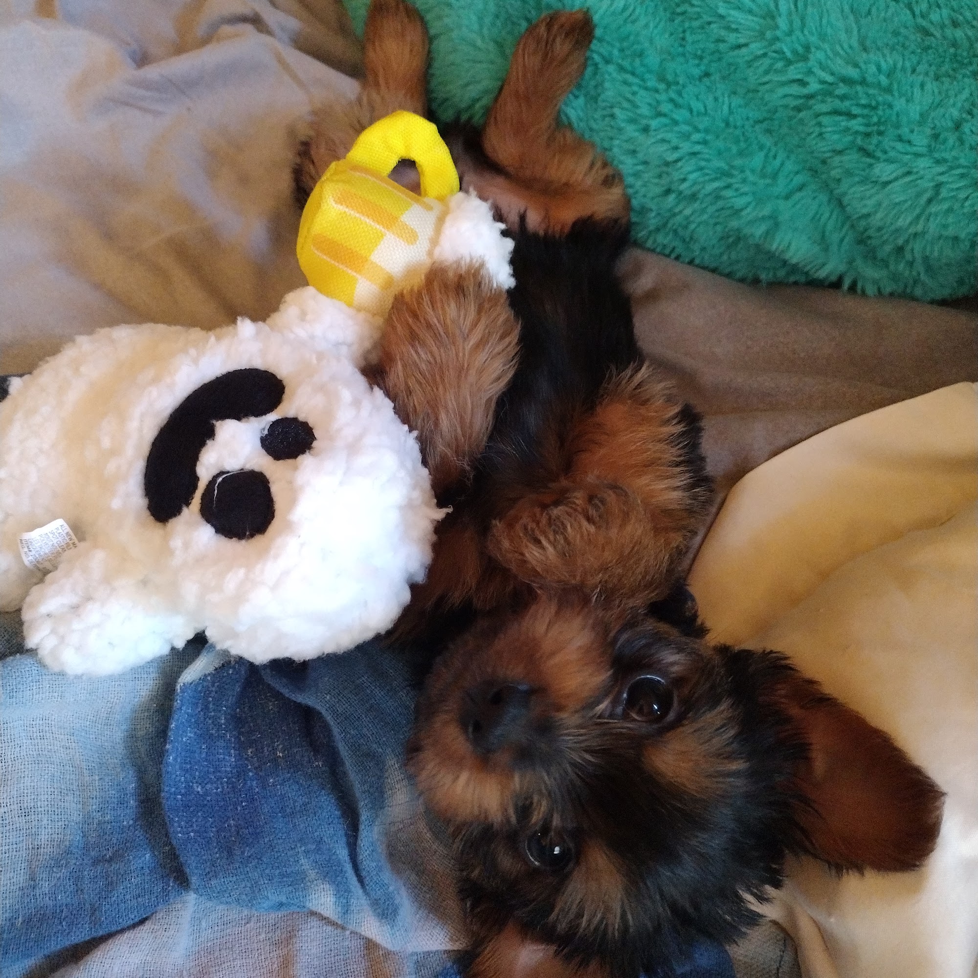 The Dog Barn 161 Row Boat Rd, Alma Georgia 31510