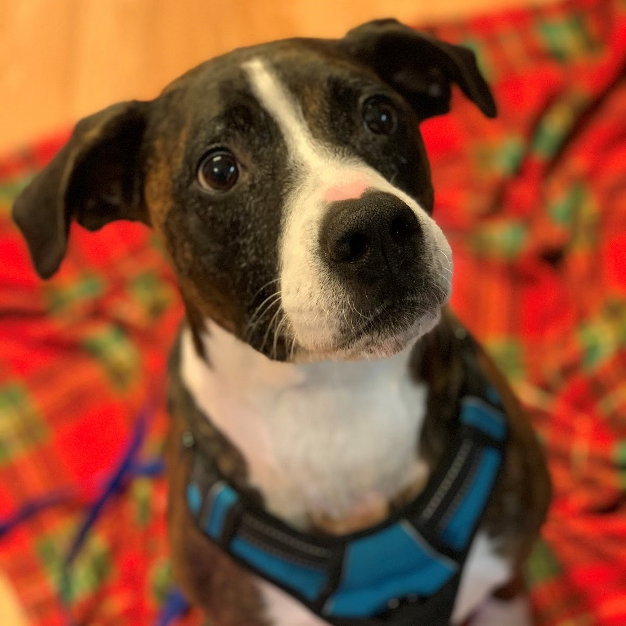 Veterinary Medical Center Alpharetta