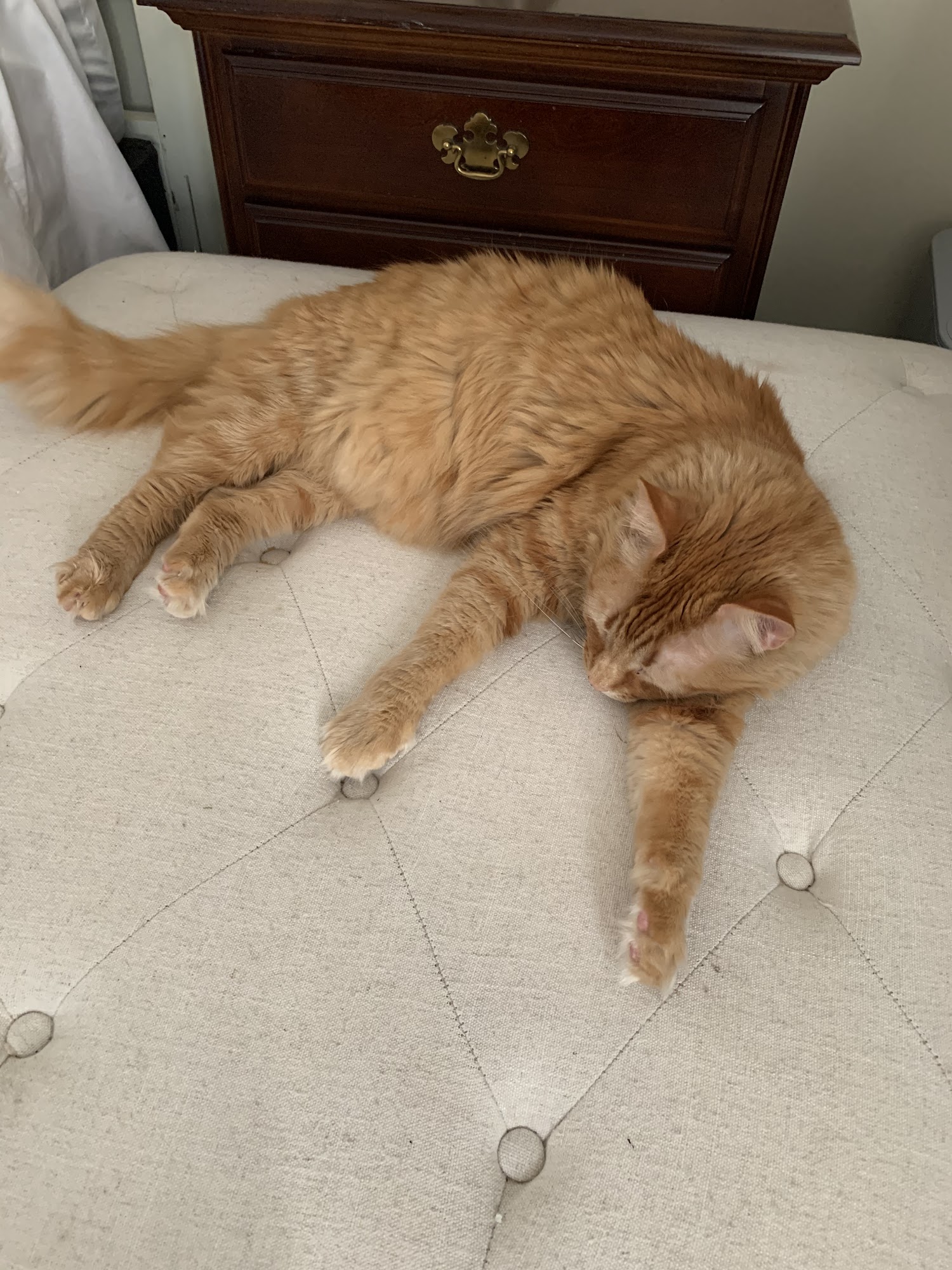 Crabapple Knoll Veterinary Clinic Alpharetta