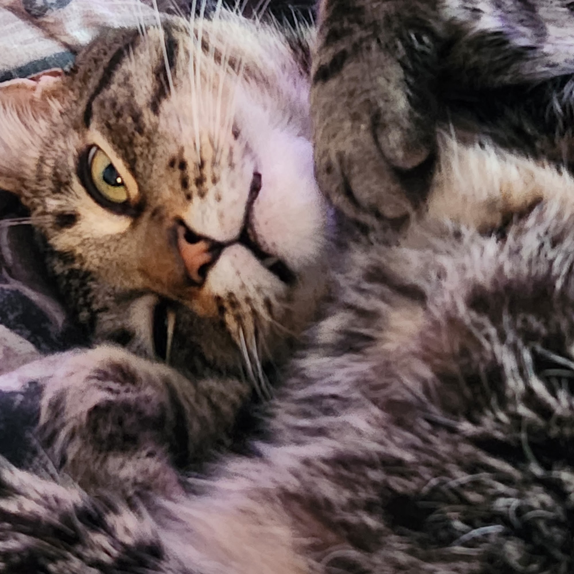 The Village Animal Hospital Alpharetta