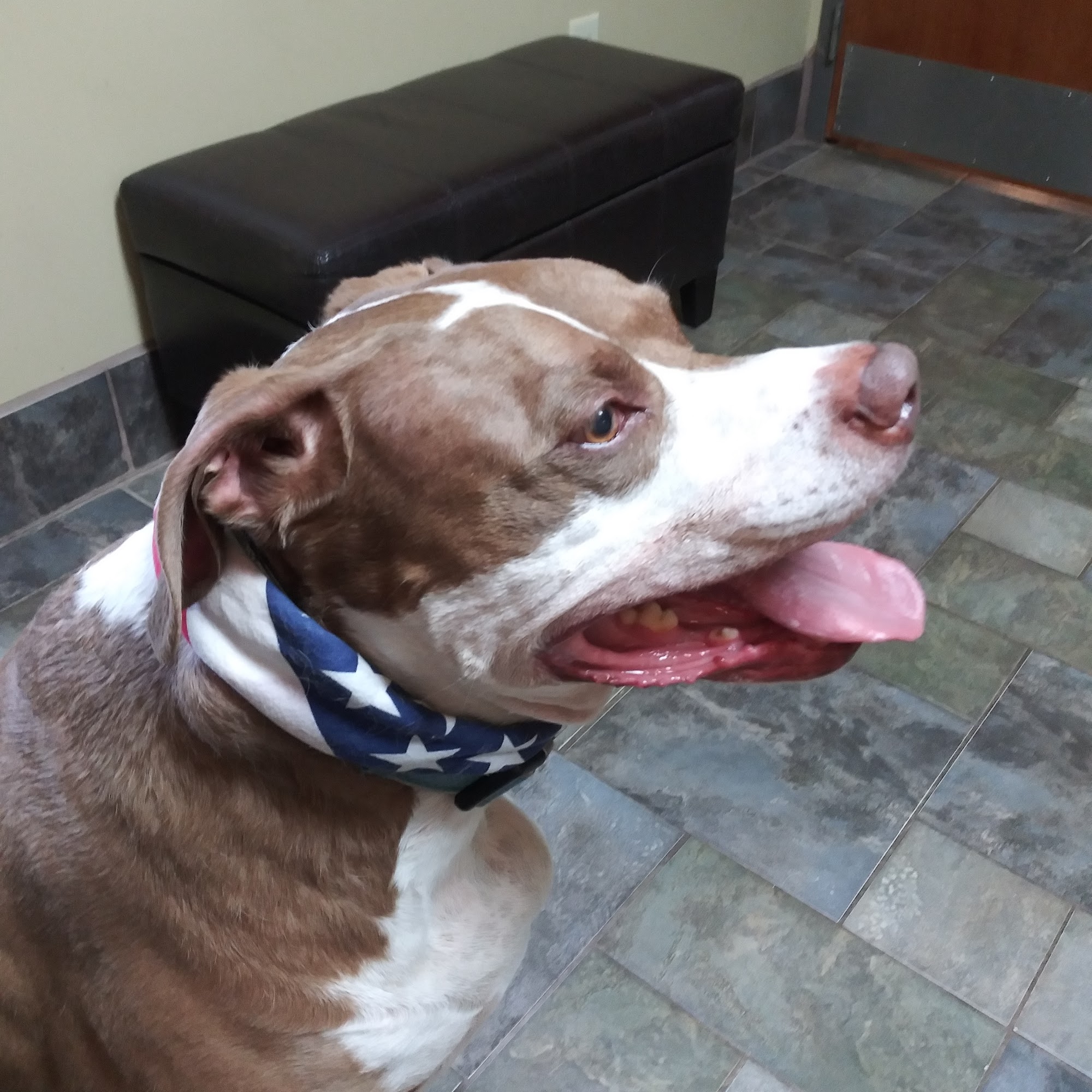 Hamby Road Animal Hospital Alpharetta