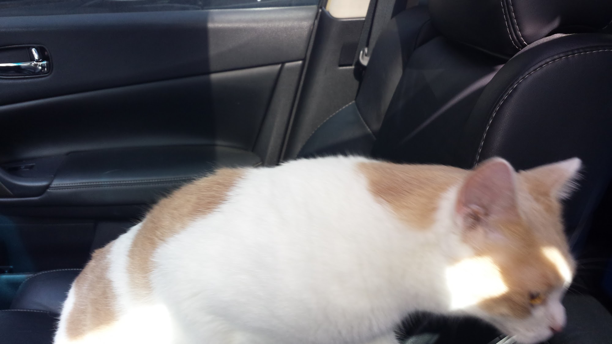 Animal Hospital of Nesbit Ferry Crossing Alpharetta