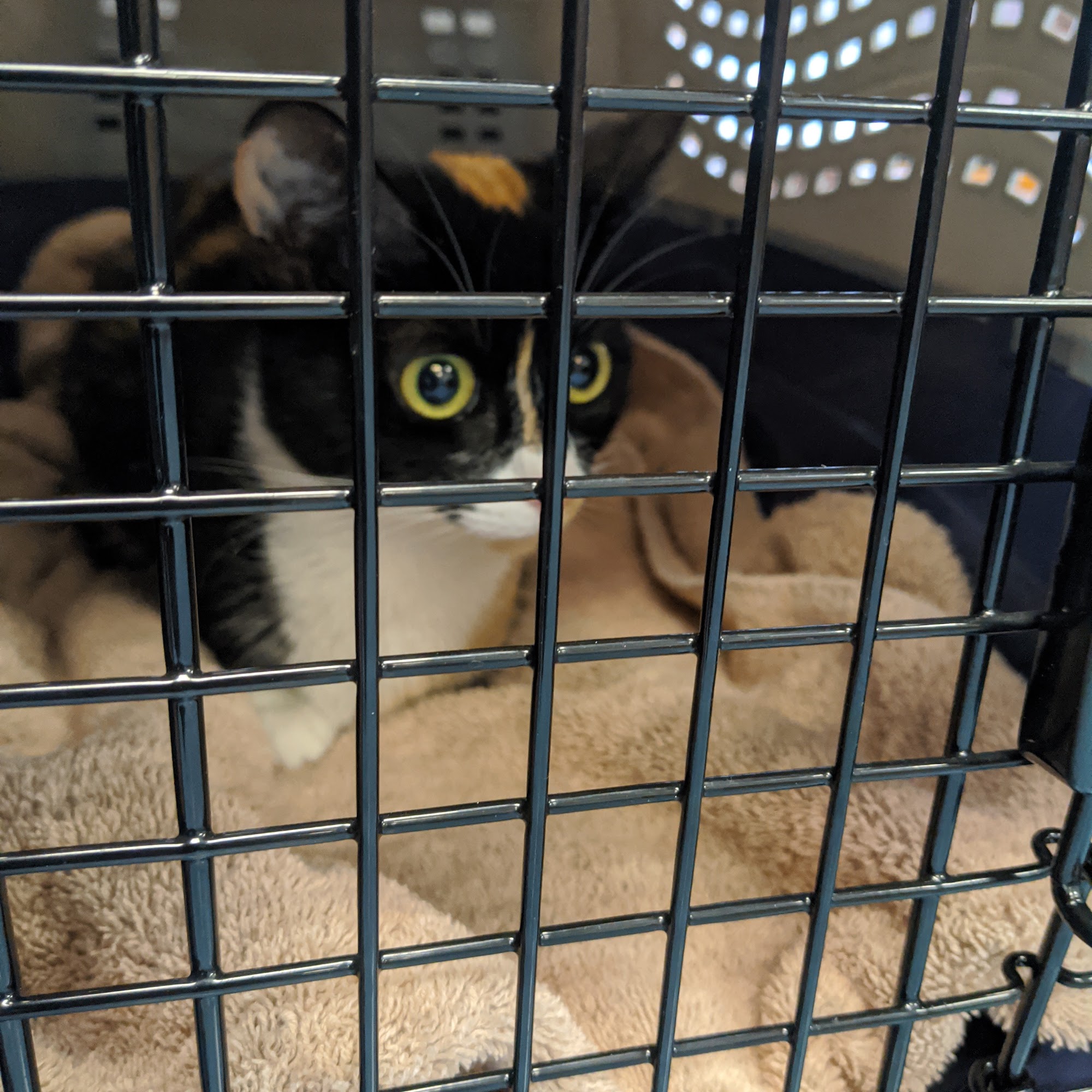 Animal Hospital of Nesbit Ferry Crossing Alpharetta