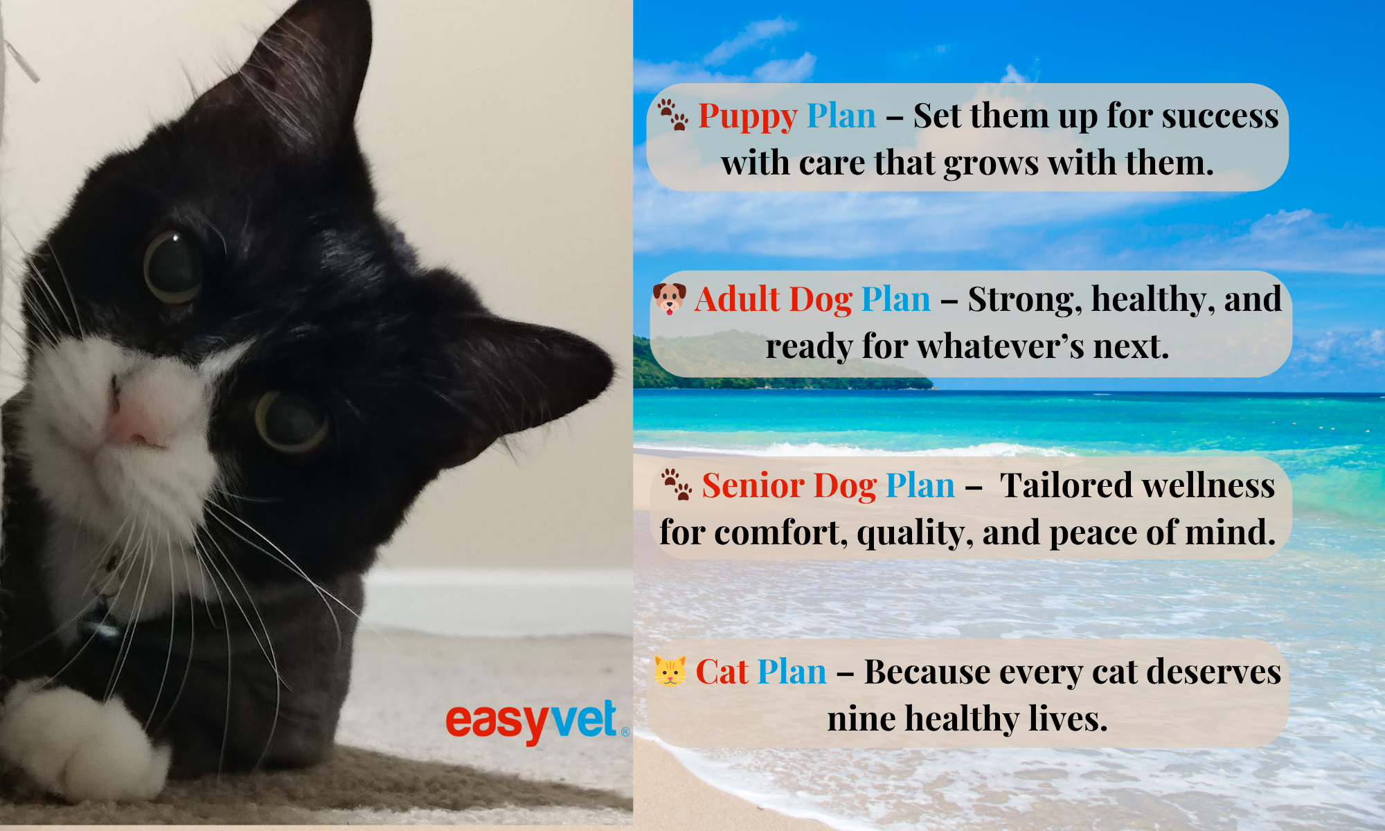 easyvet Veterinarian Alpharetta Alpharetta