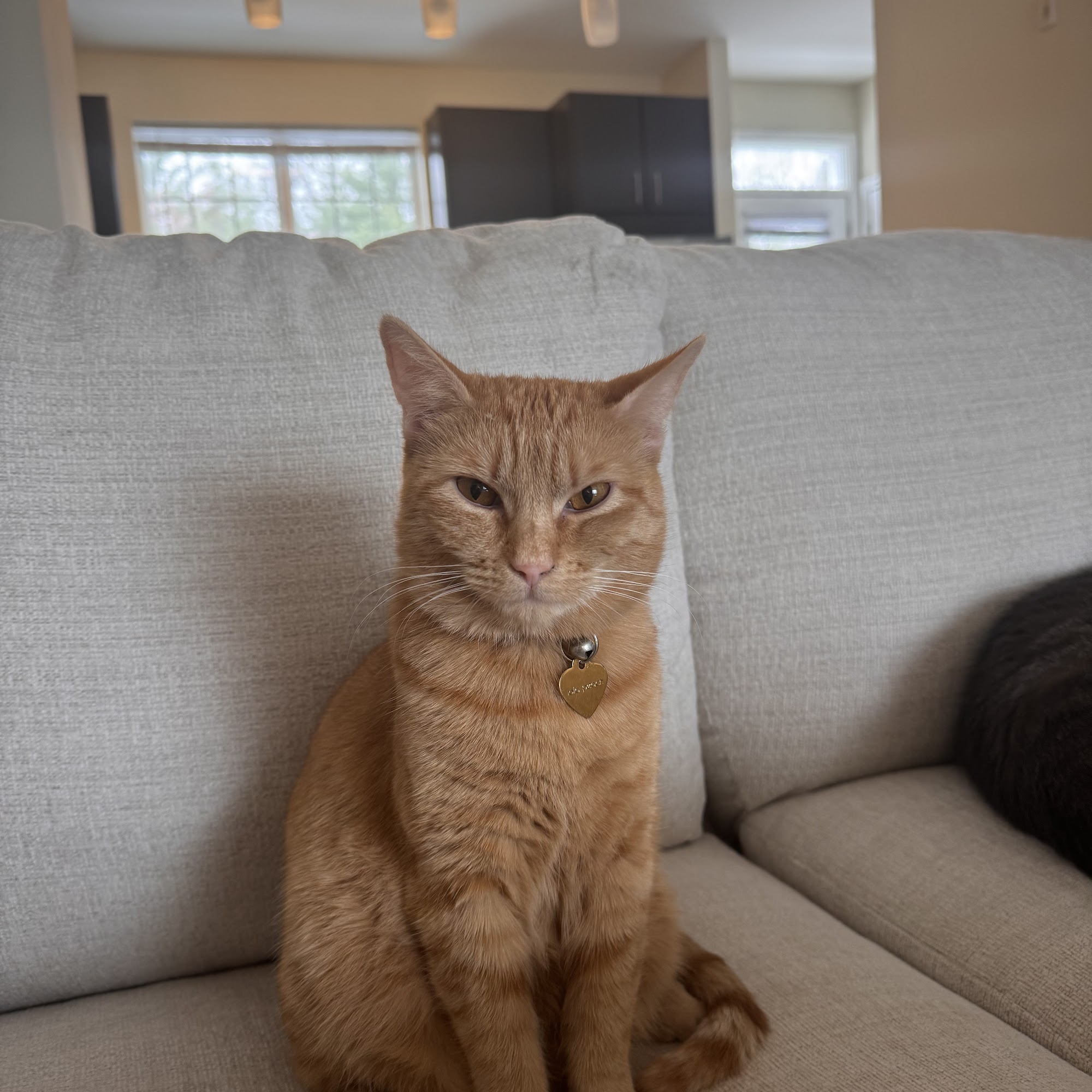 Angels Among Us Pet Rescue Alpharetta