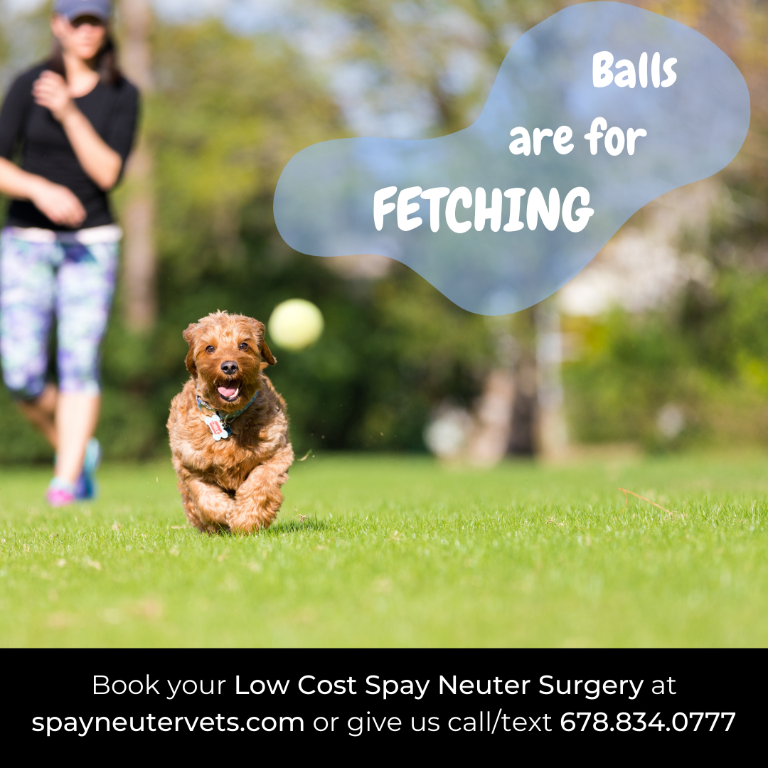 Spay Neuter Vets Alpharetta