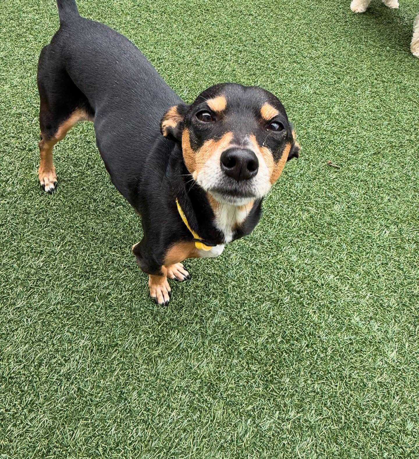 Dogtopia of Alpharetta at Halcyon Alpharetta