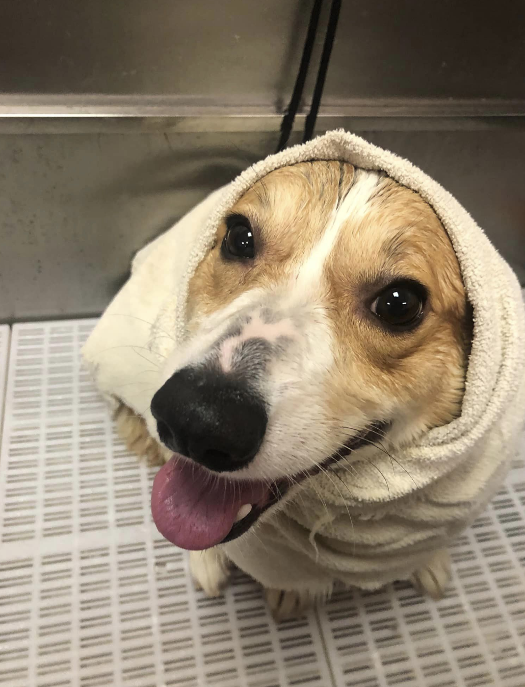 Fido Fido Dog Daycare & Boarding Alpharetta