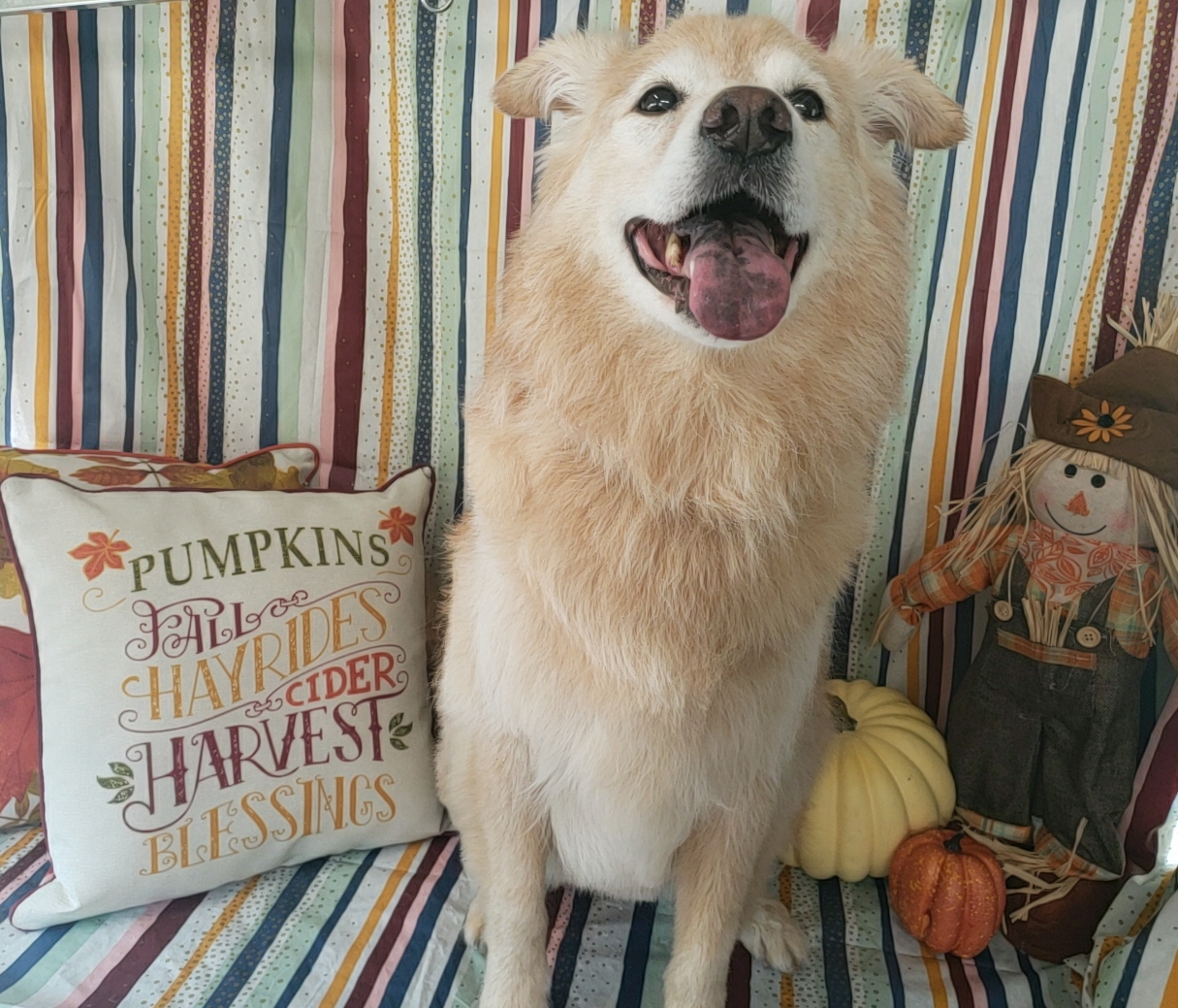 Canine Confetti Mobile Pet Grooming Alpharetta