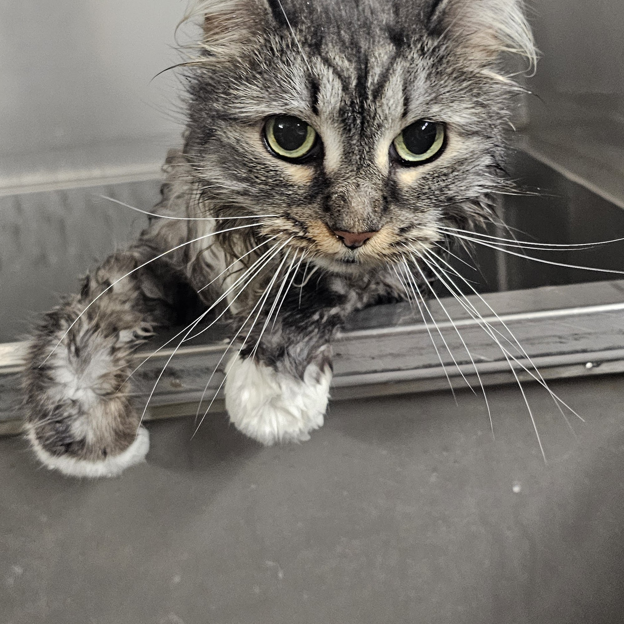 Canine Confetti Mobile Pet Grooming Alpharetta