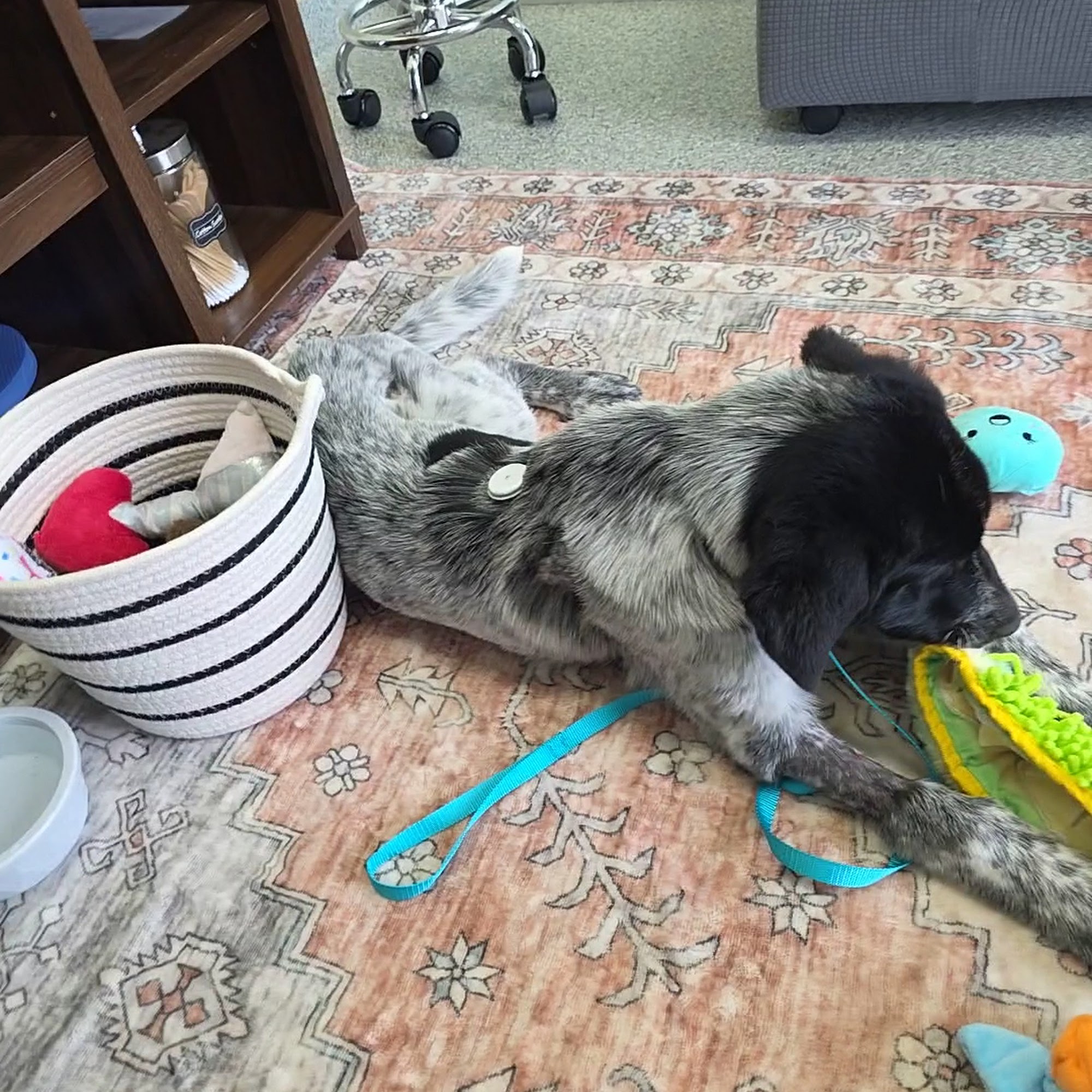 Homestead Animal Hospital - Fear-Free Vet Care Alpharetta