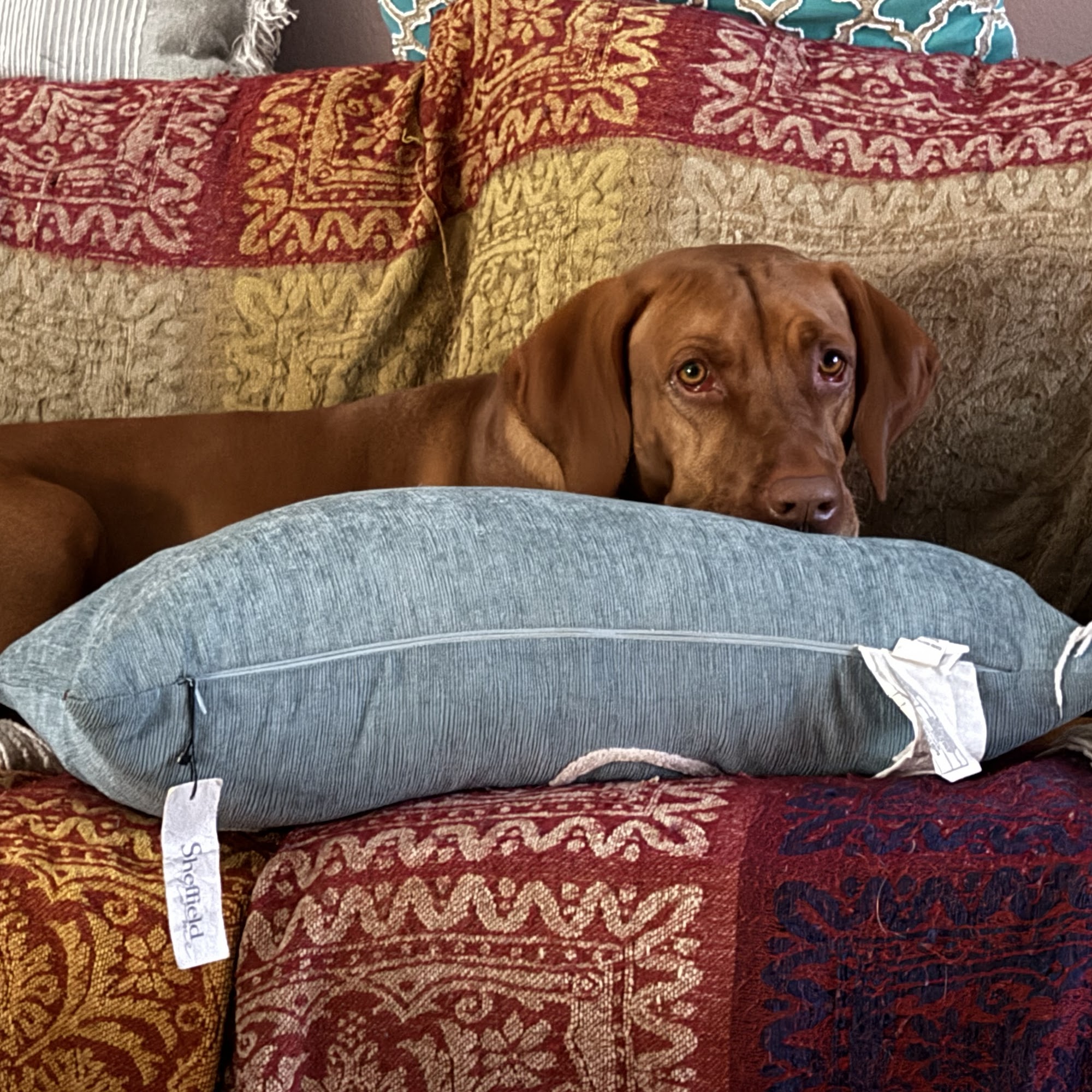 Americus Veterinary Hospital Americus