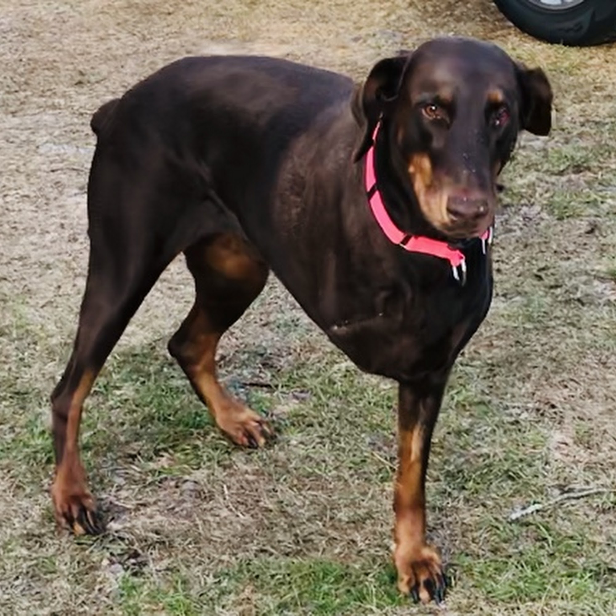 Whispering Pines Animal Hospital Americus