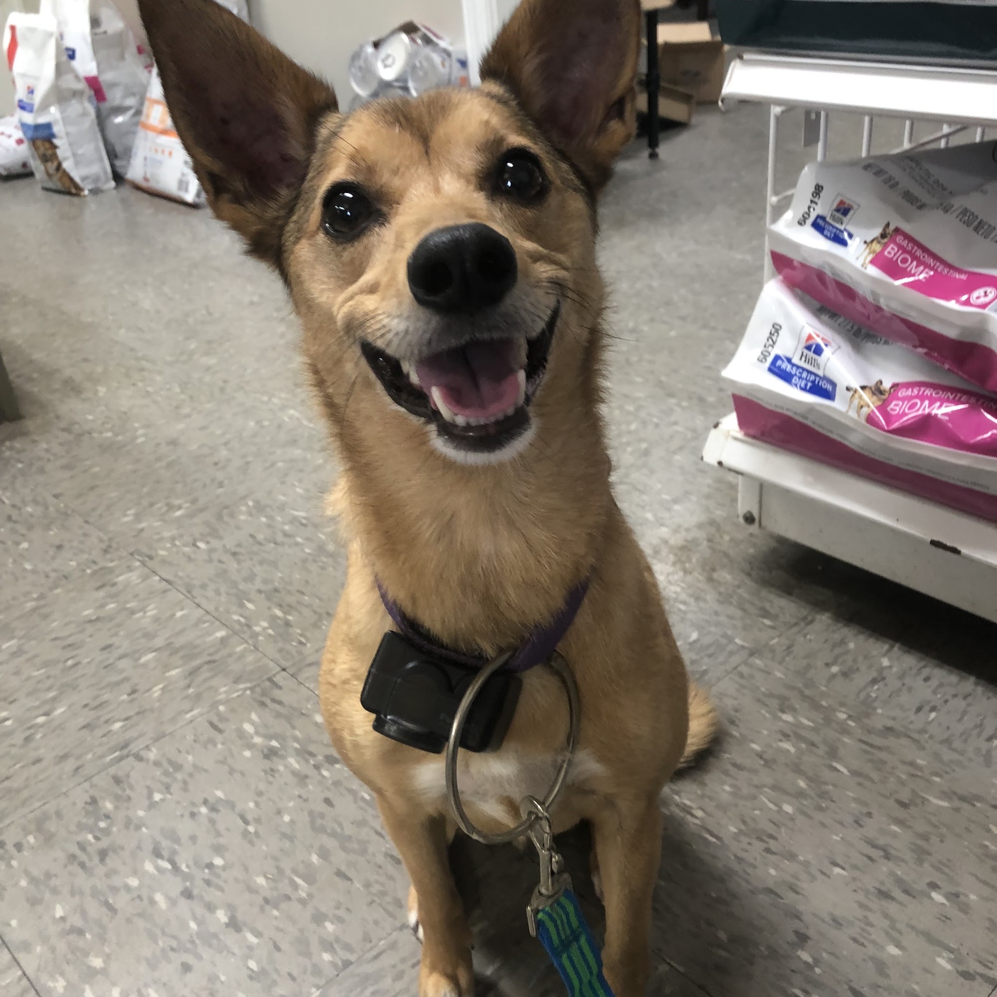 Harper's Animal Clinic Americus