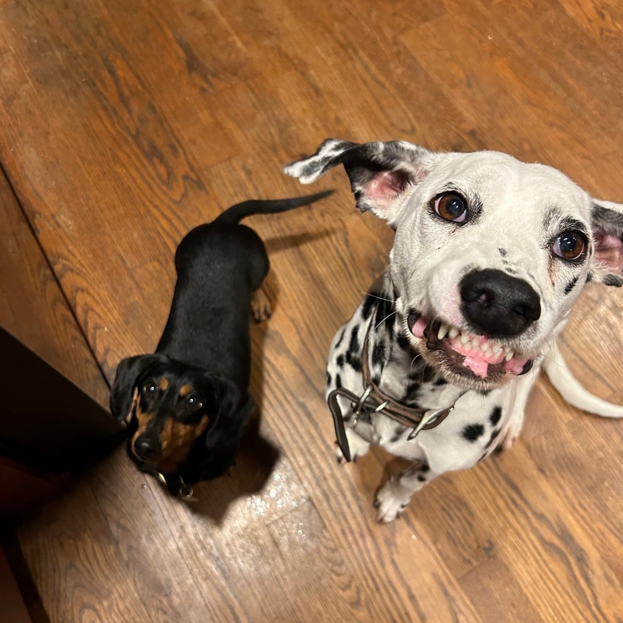 Boulevard Animal Hospital Athens