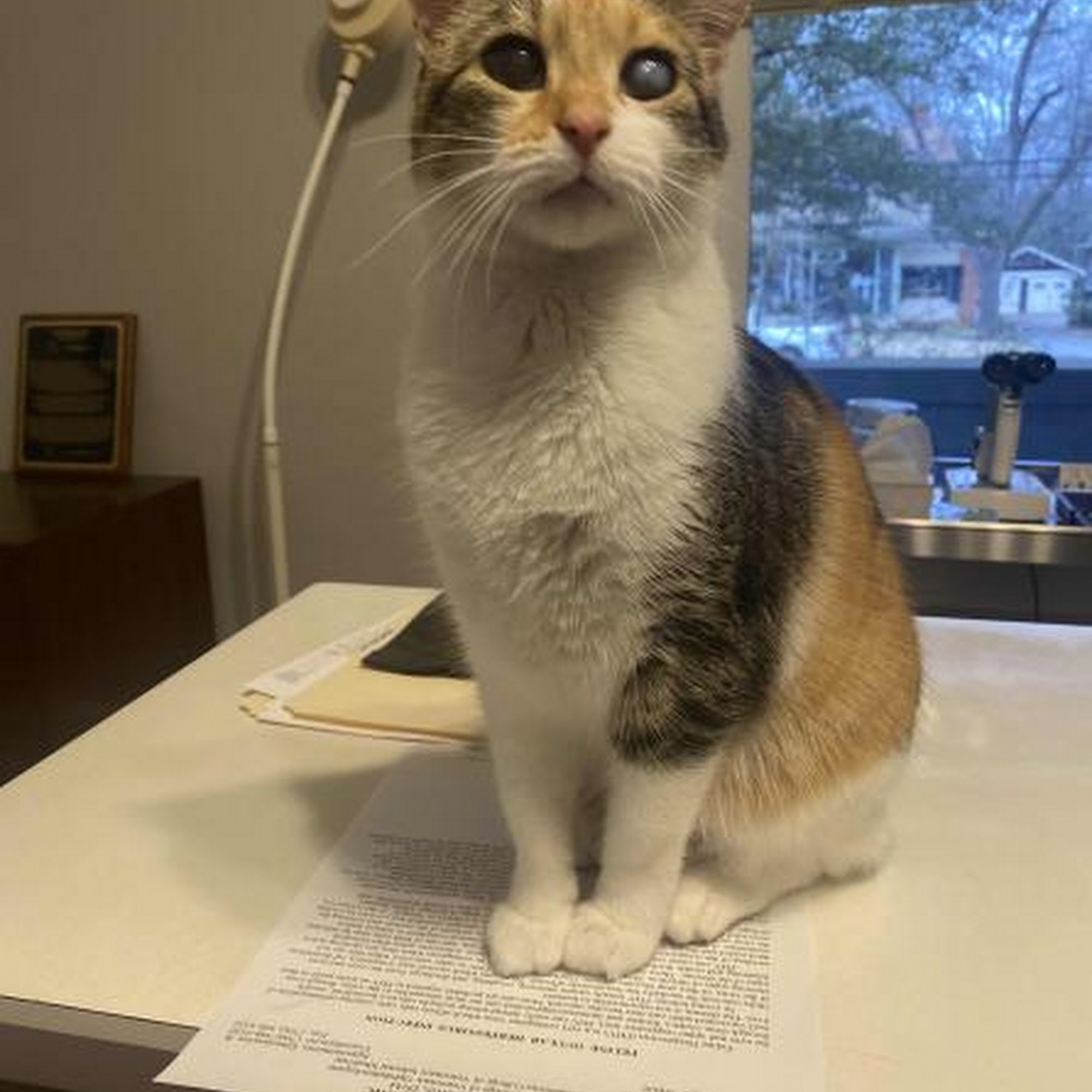 Animal Eye Care Clinic Athens