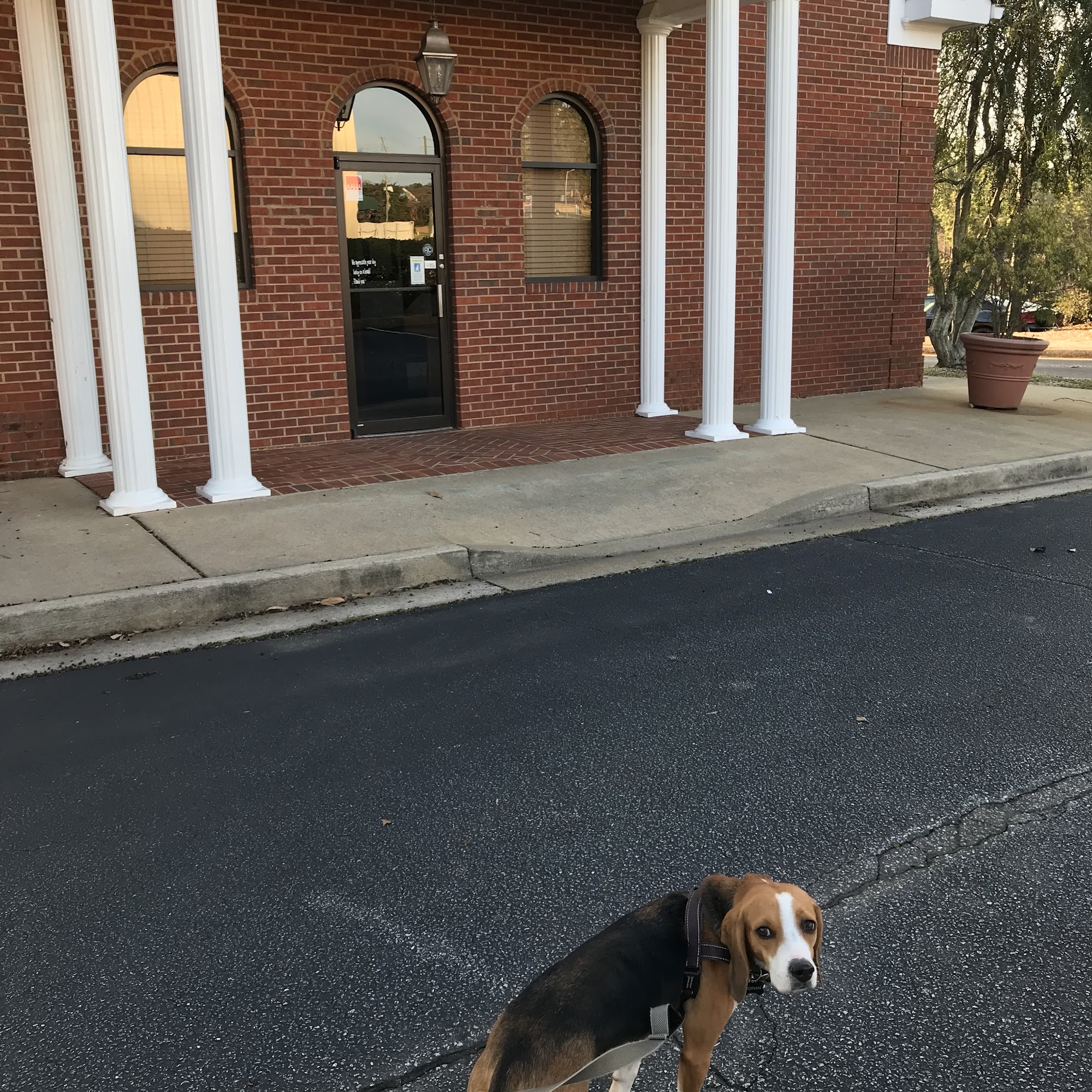 South Athens Animal Clinic Athens