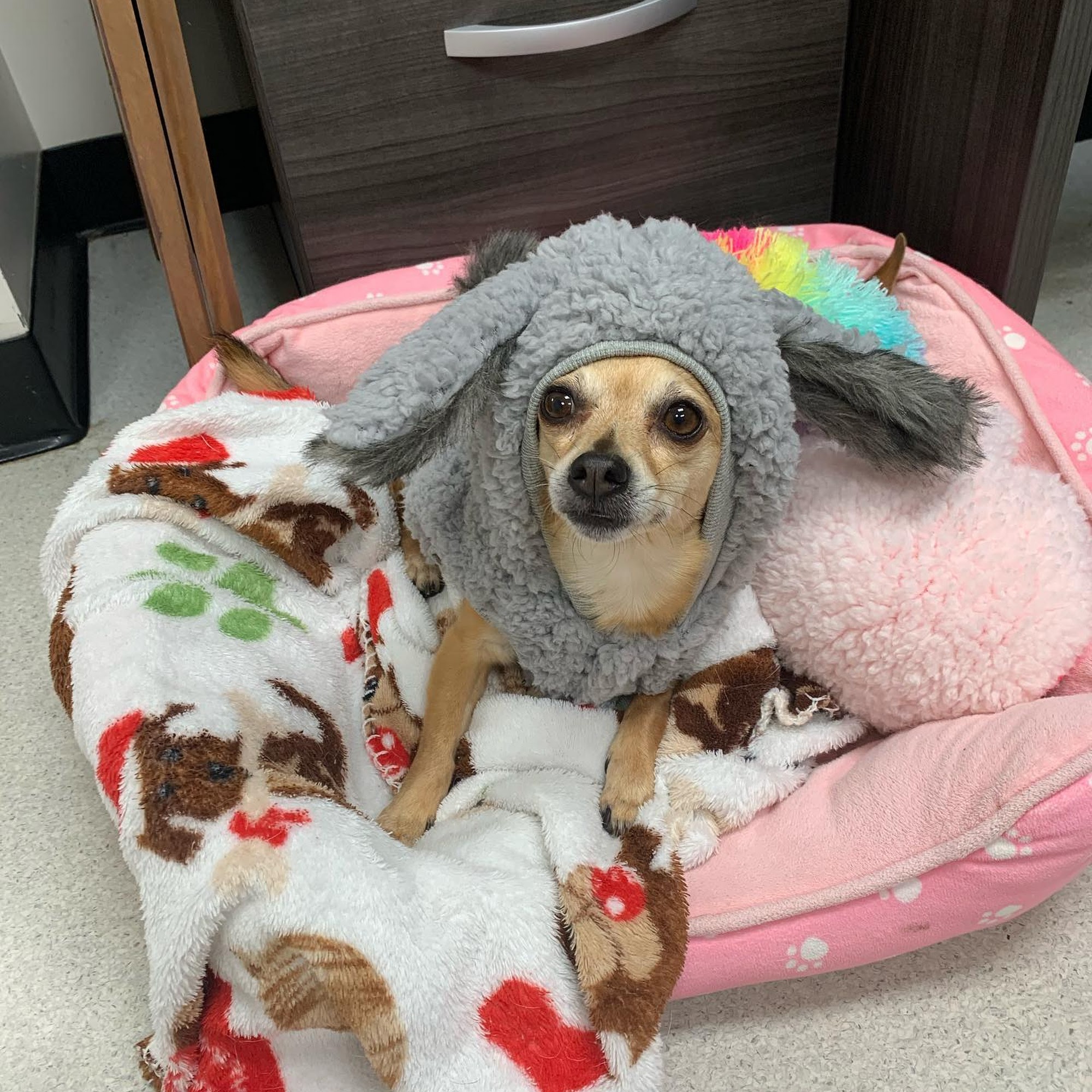 Firehall 4 Animal Hospital Athens