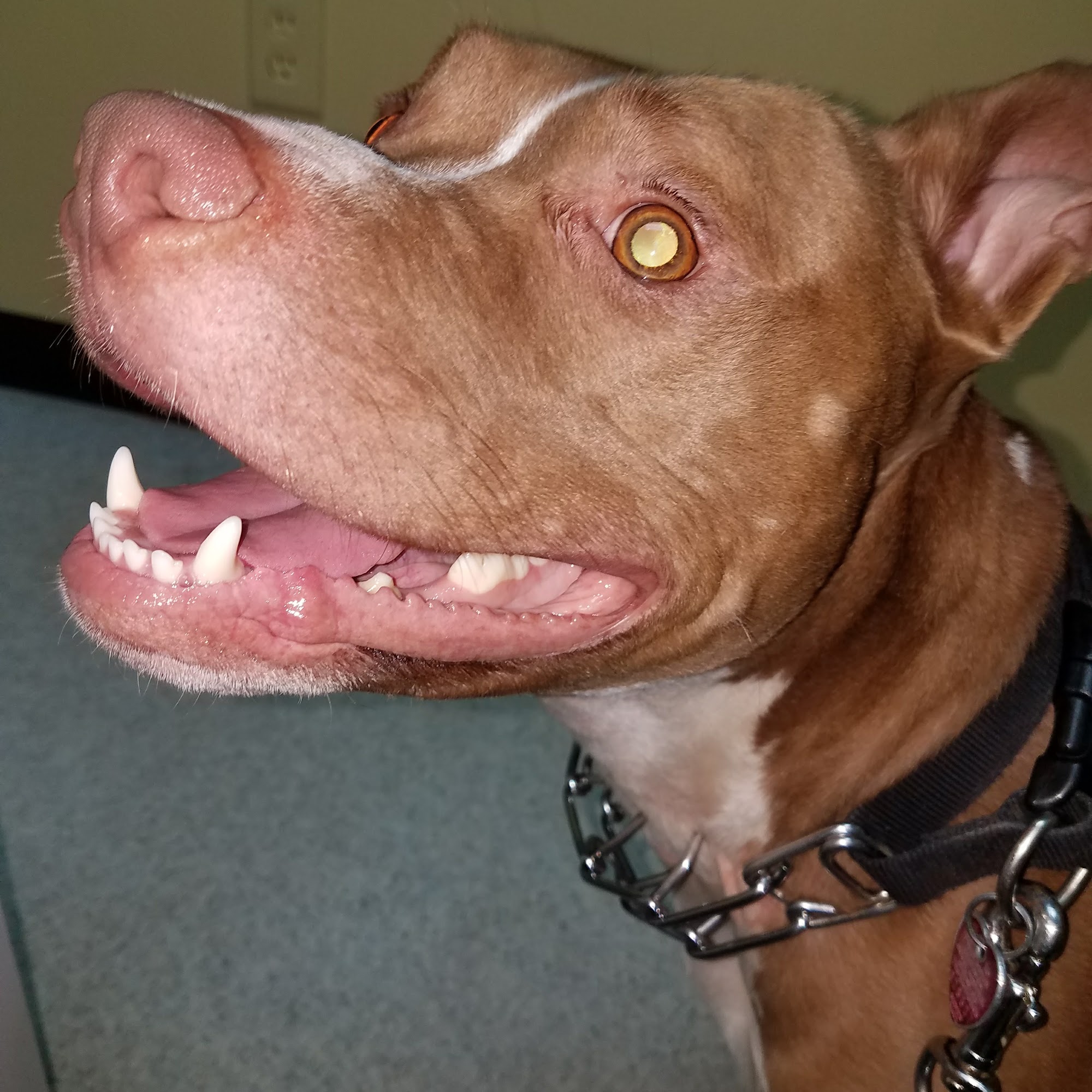 Companion Animal Hospital Athens