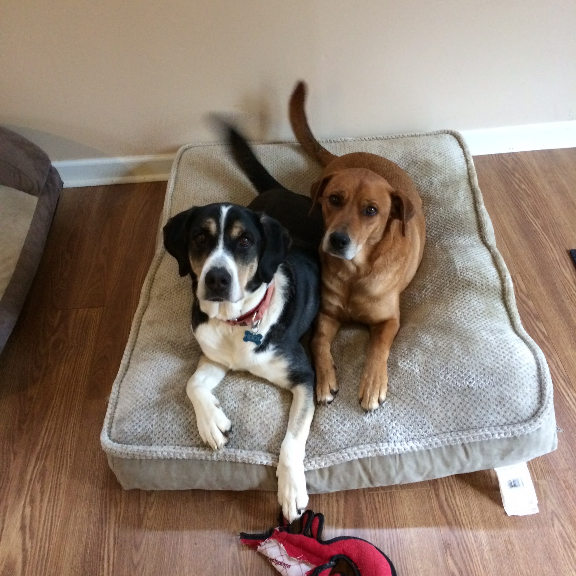 Animal Wellness Center of Athens Athens