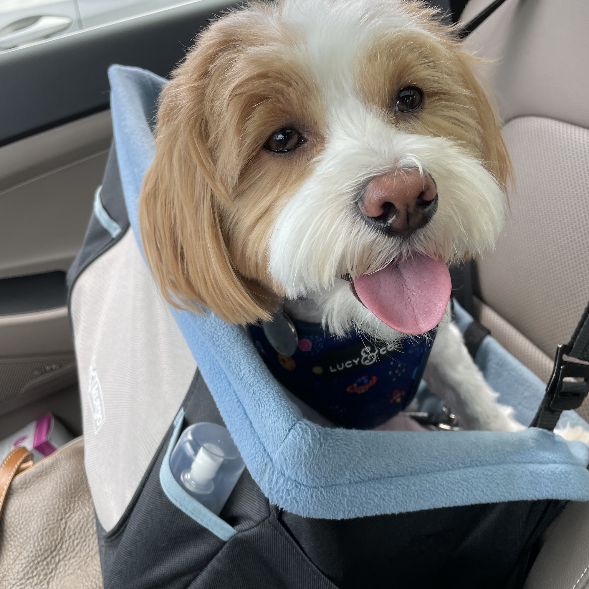 Hope Animal Medical Center Athens