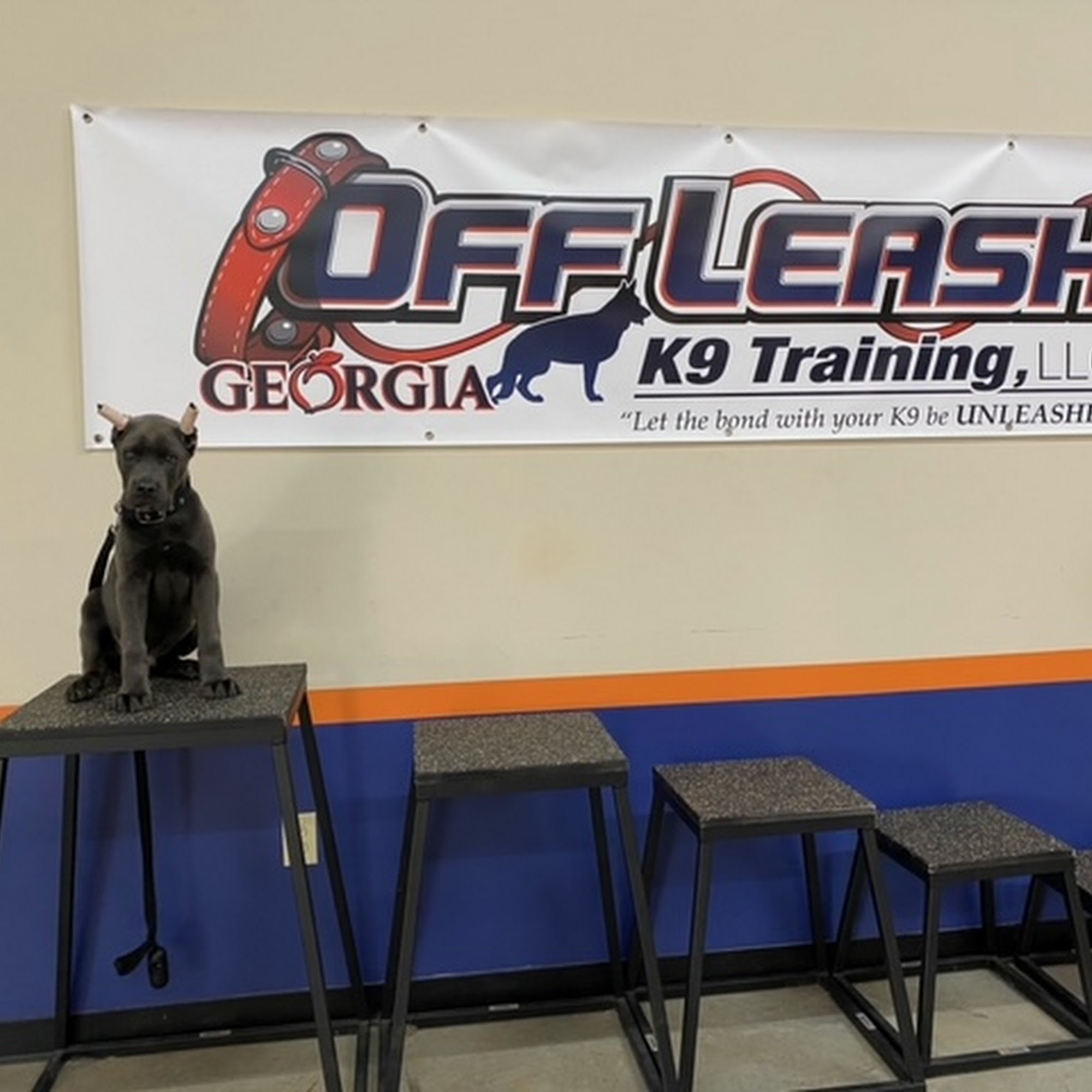 Off Leash K9 Training, Athens Athens