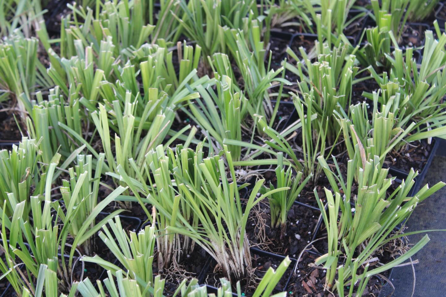 Classic Groundcovers Inc