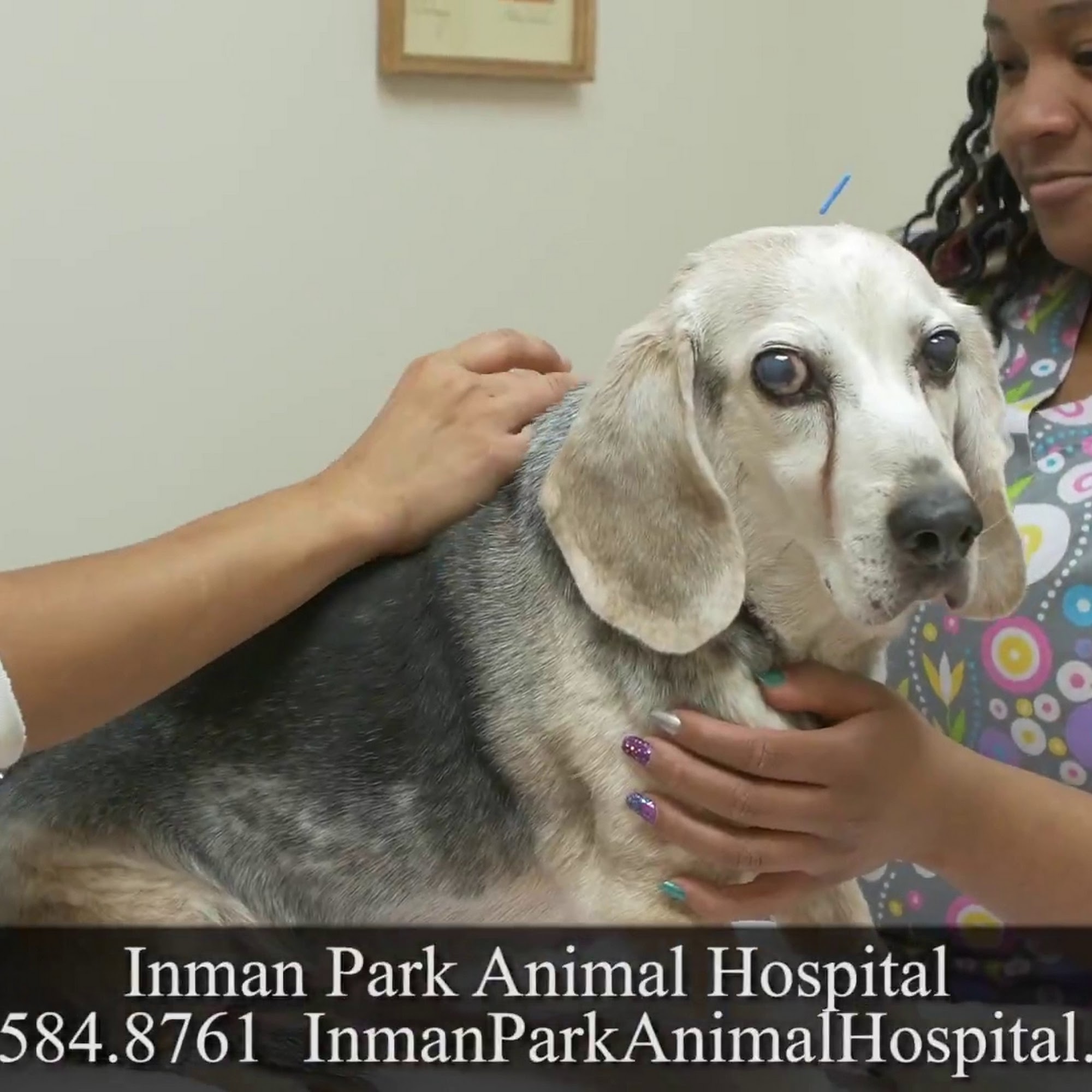 Inman Park Animal Hospital Atlanta