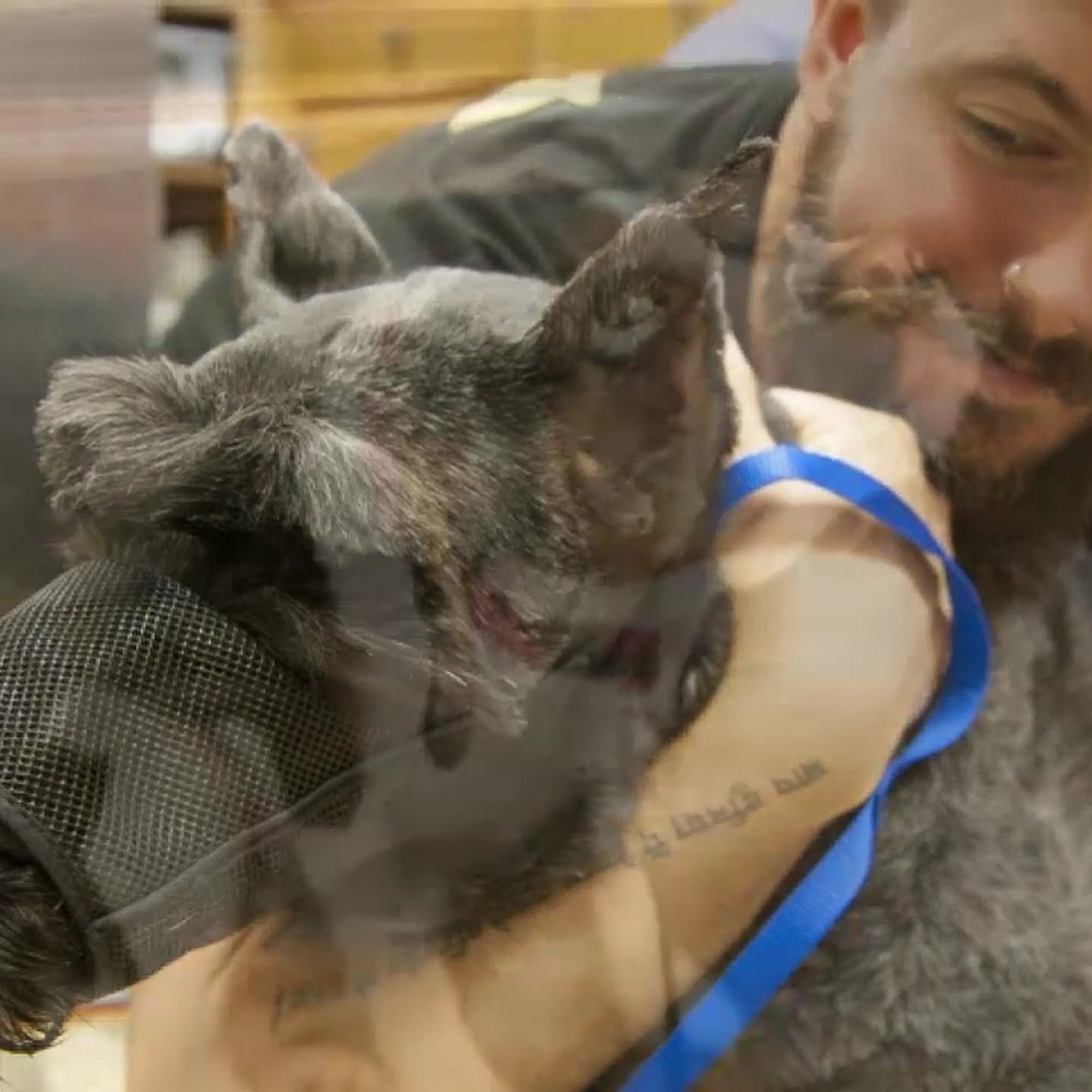 Ansley Animal Clinic Atlanta