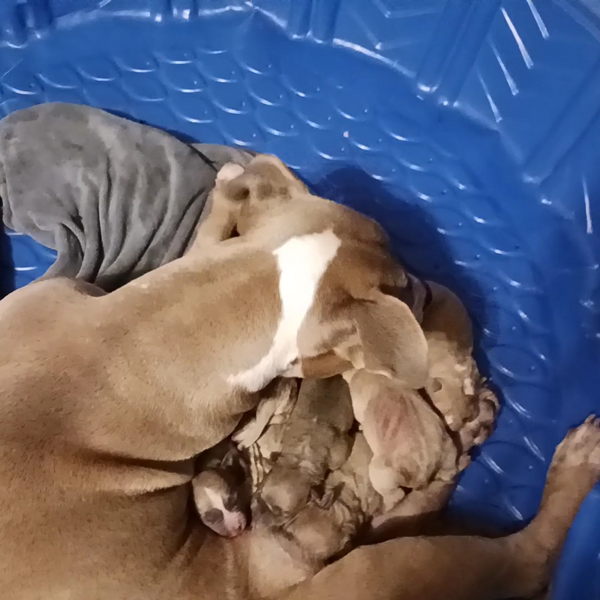 Treehouse Animal Clinic Atlanta