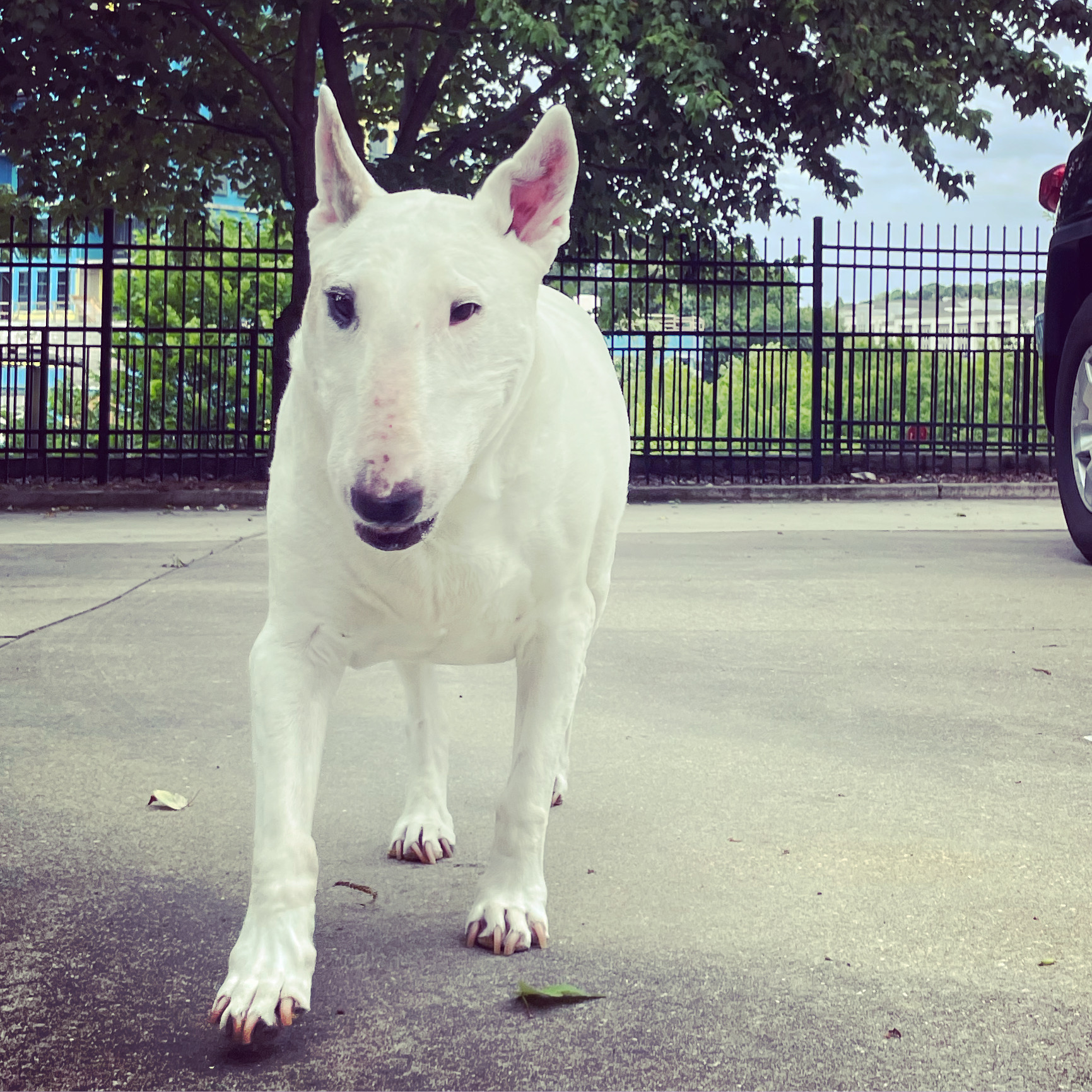 Intown Animal Hospital Atlanta