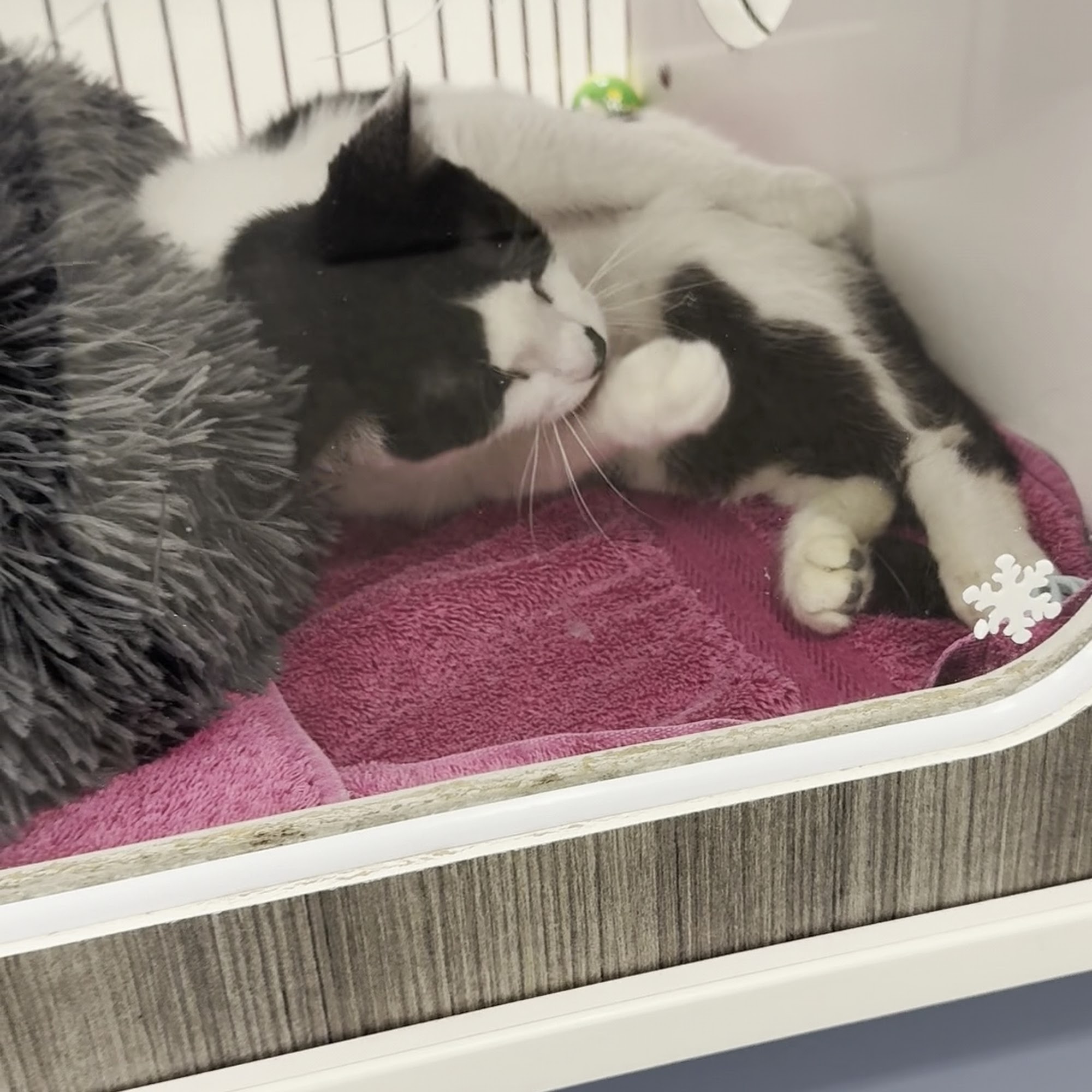 LifeLine Animal Project Atlanta