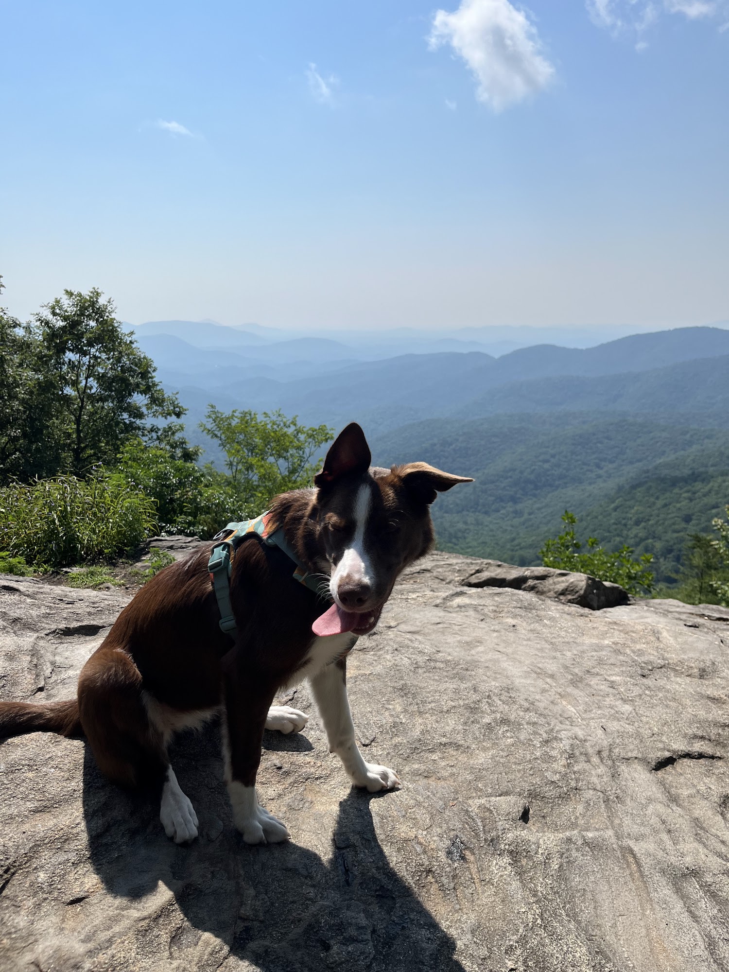 Vernon Woods Animal Hospital Atlanta