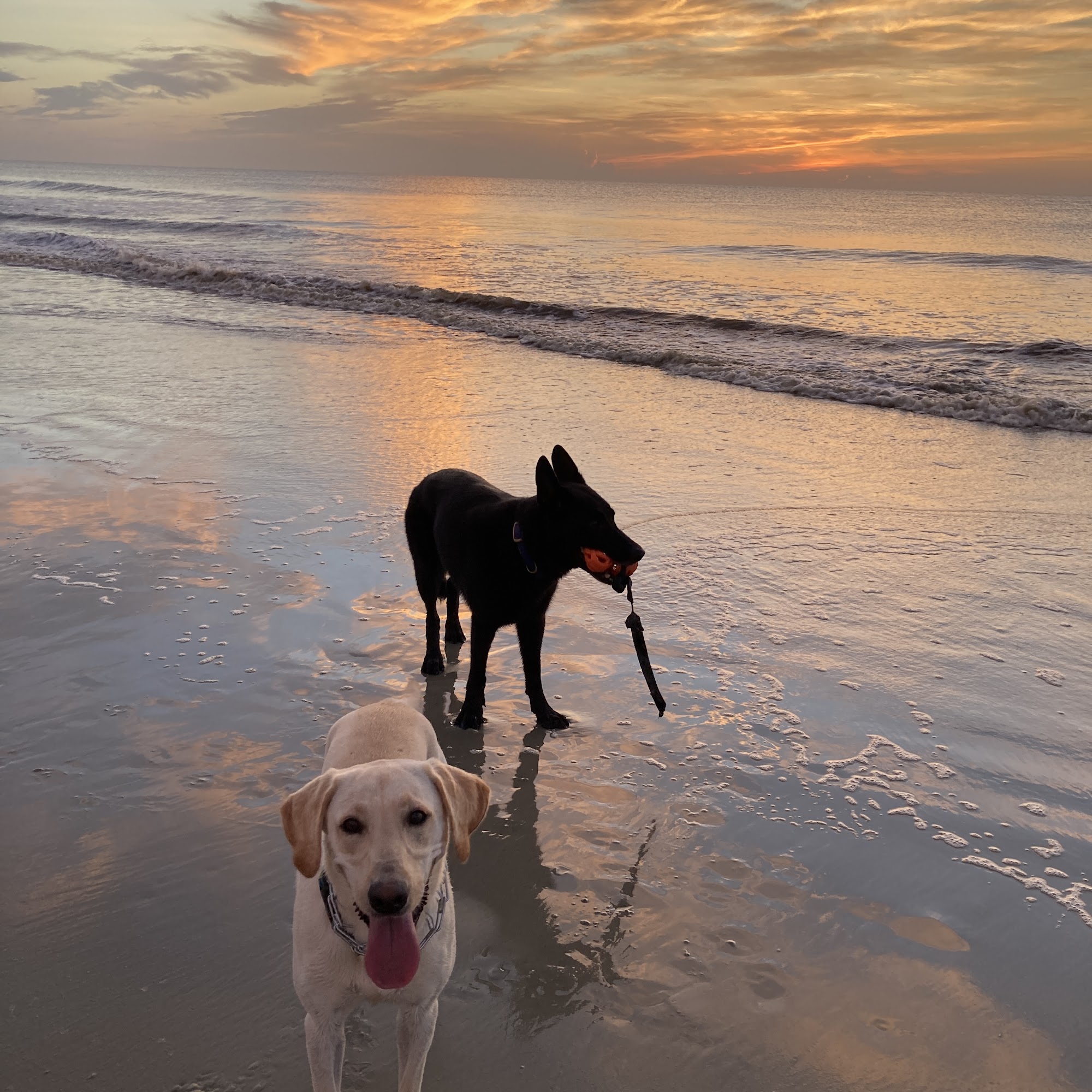 Vernon Woods Animal Hospital Atlanta