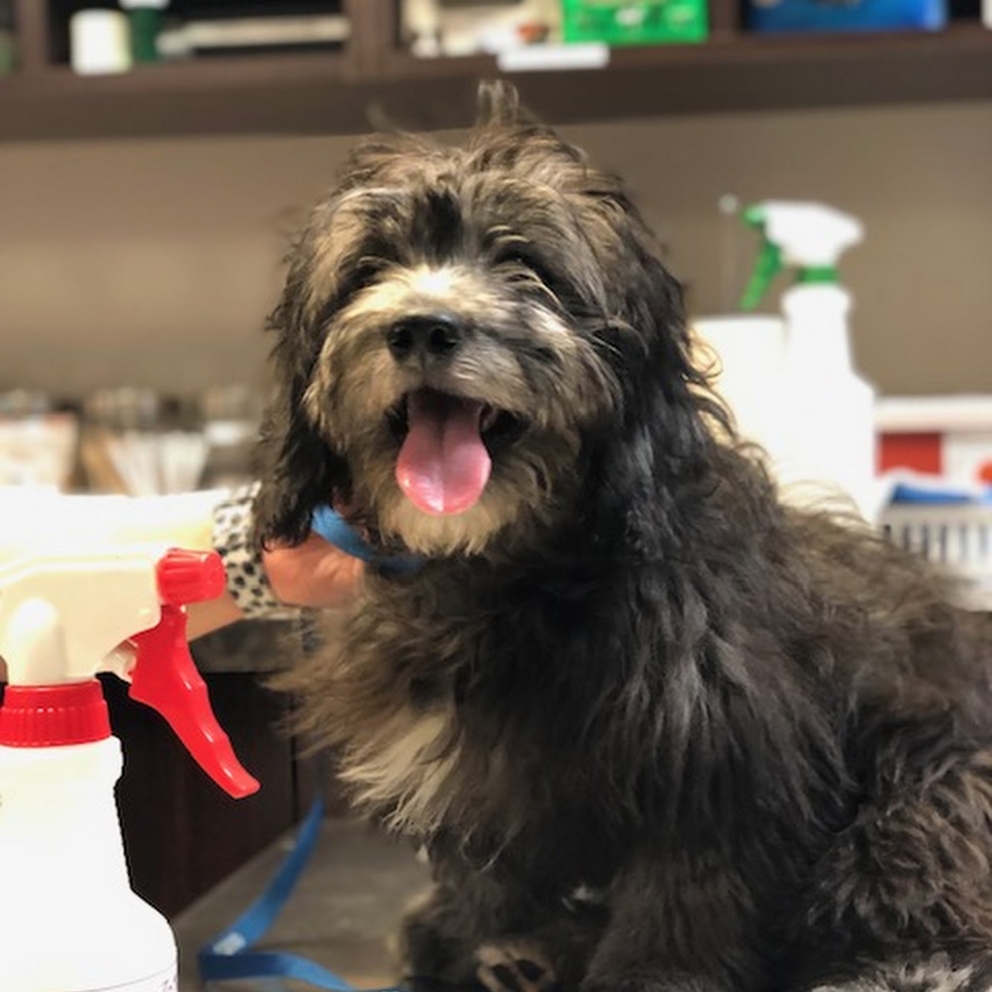 Collier Animal Hospital Atlanta