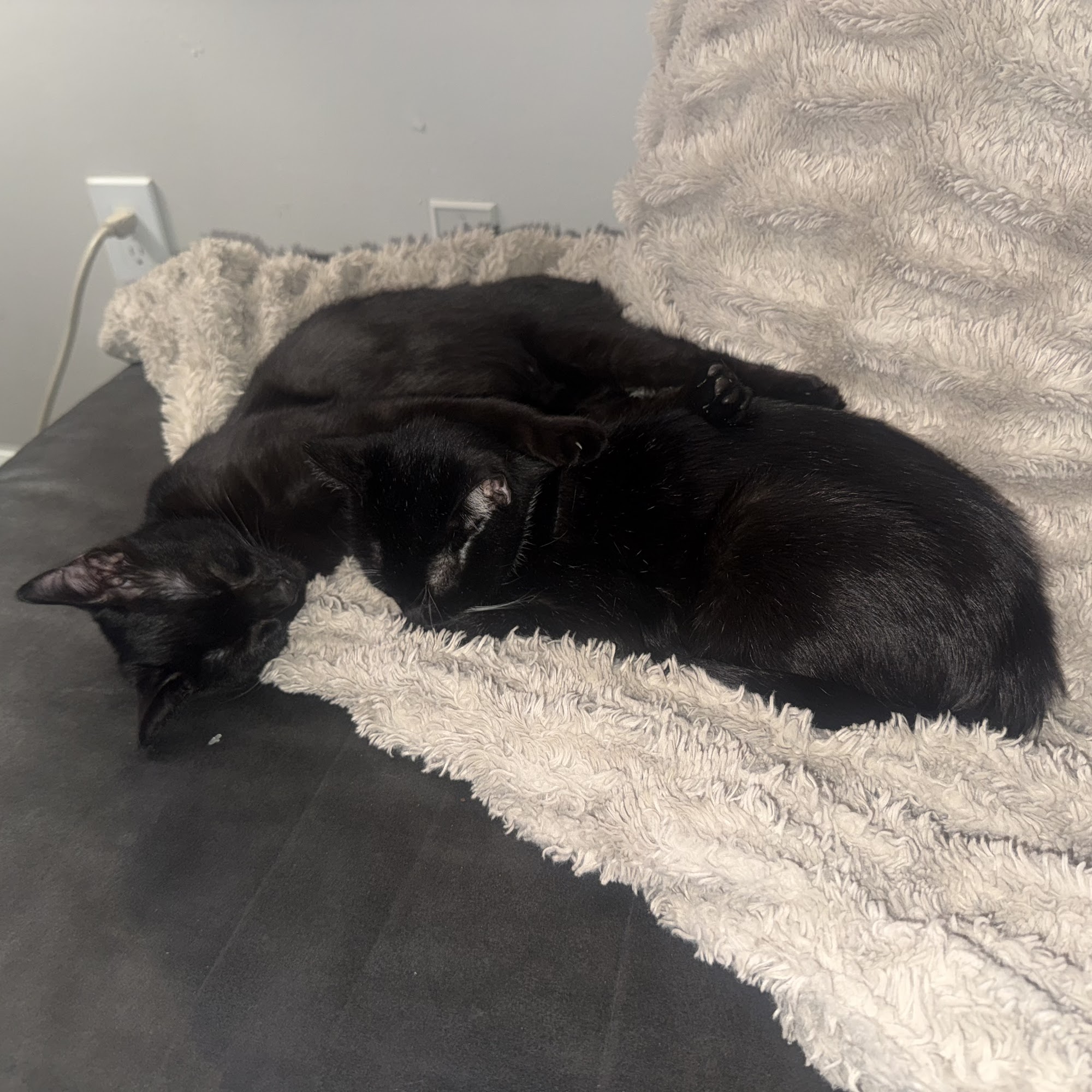 Atlanta Humane Society Atlanta