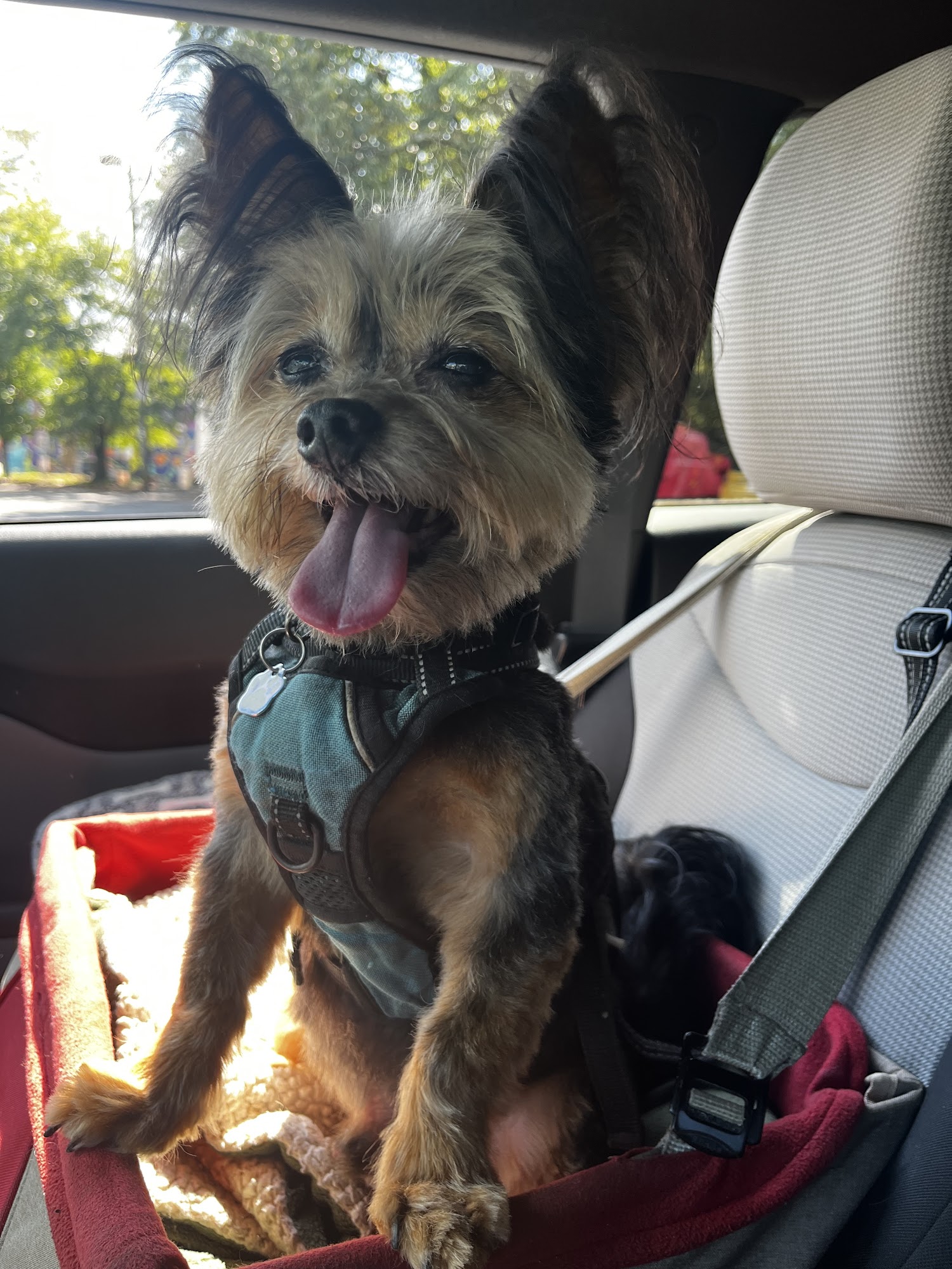 Furside East Atlanta Pet Grooming Atlanta