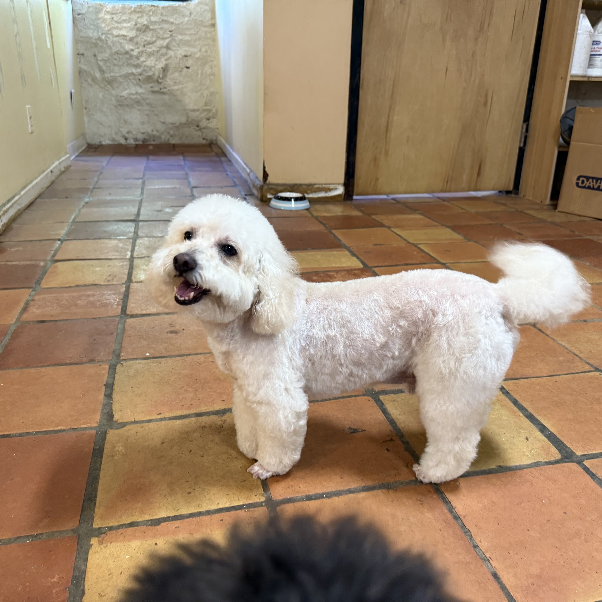 Doggie Style Grooming Salon Atlanta