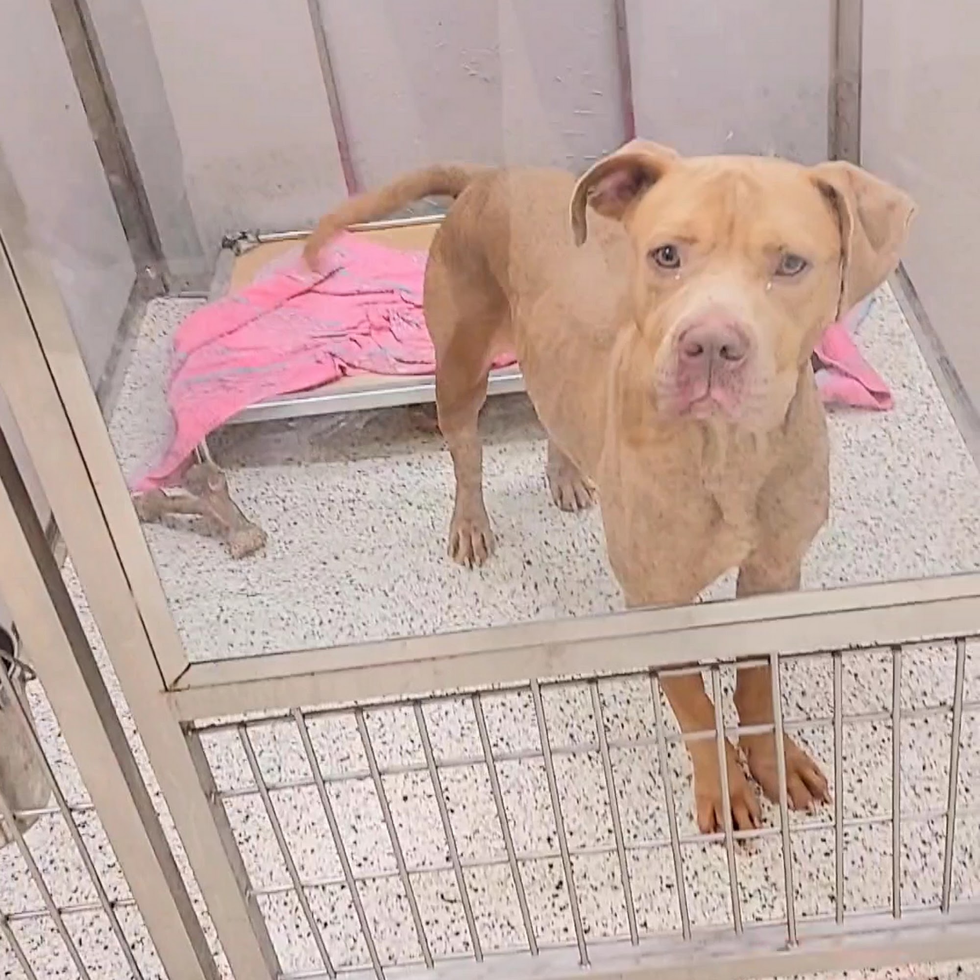 Fulton County Animal Services Atlanta