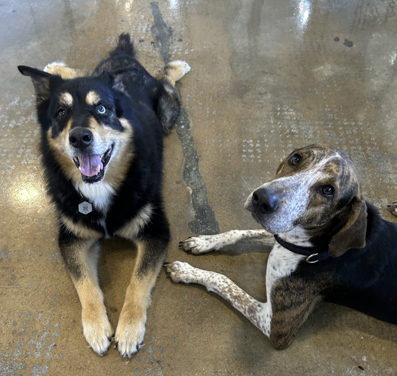 Barking Hound Village Buckhead Atlanta