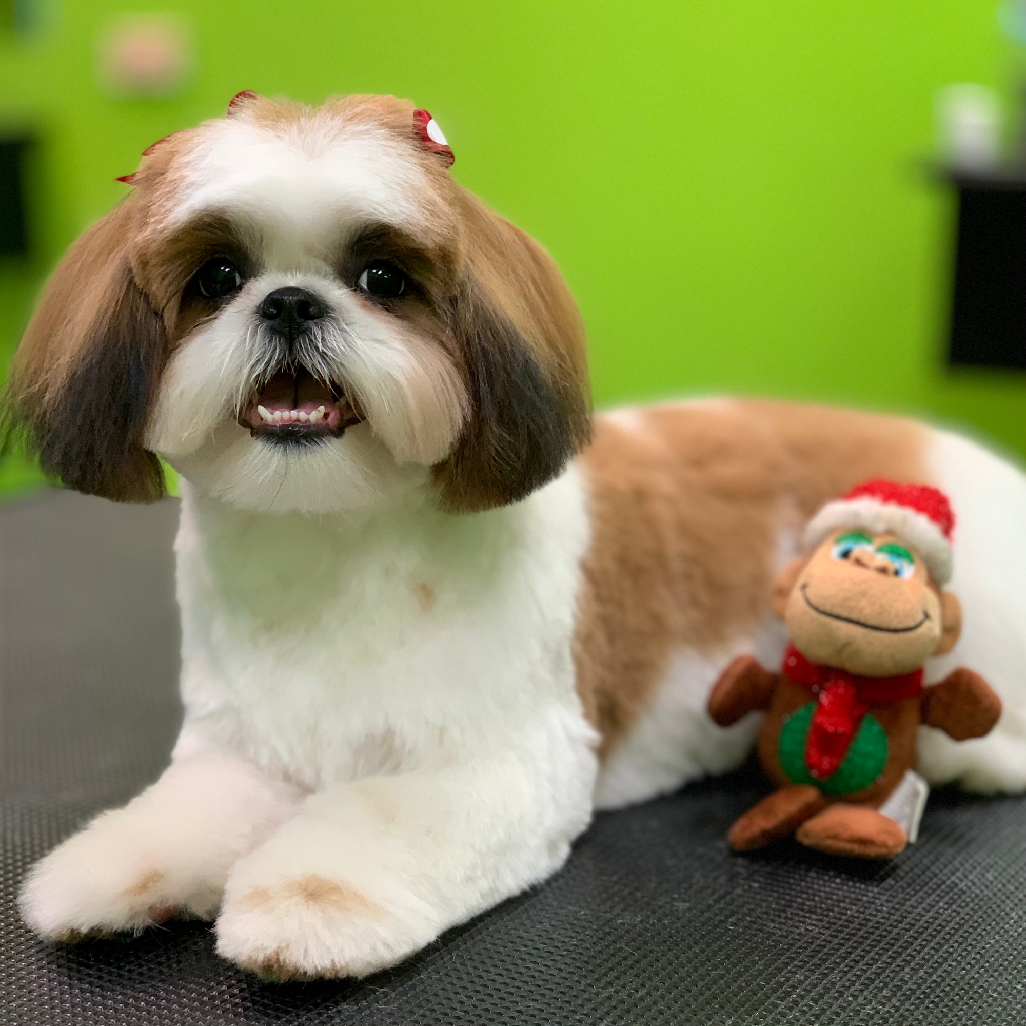 K-9 Cosmetology Atlanta