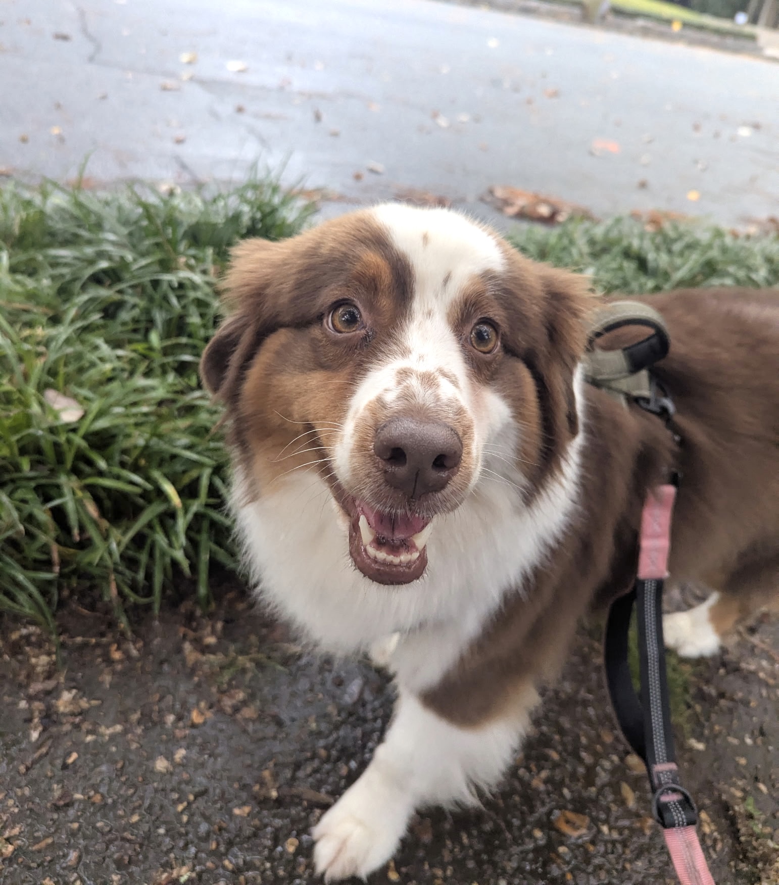 Pack Leaders ATL Atlanta