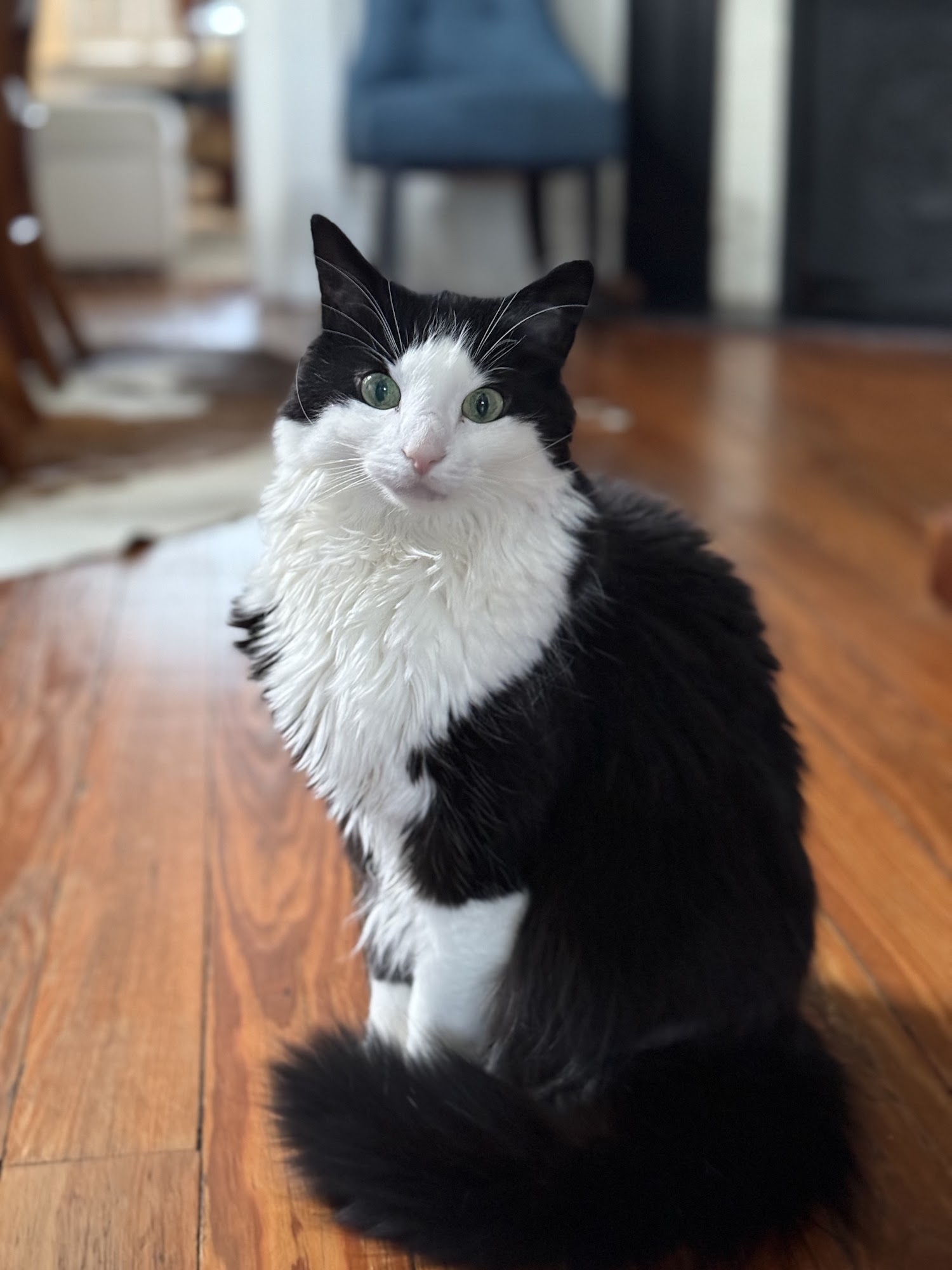 Pack Leaders ATL Atlanta