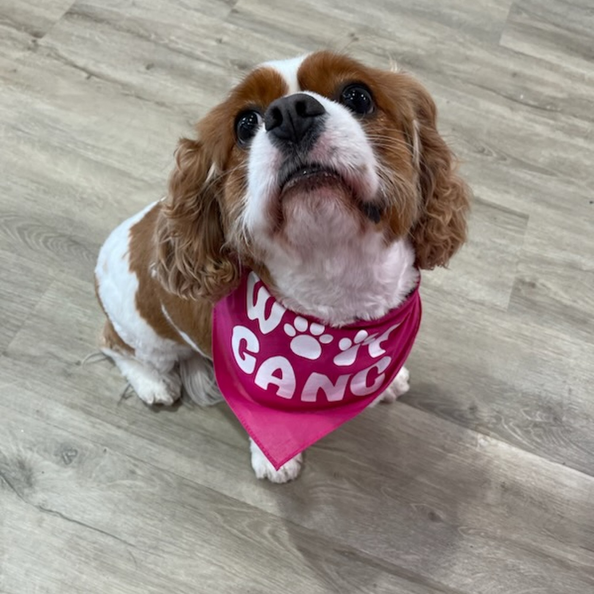 Woof Gang Bakery & Grooming Beltline Atlanta