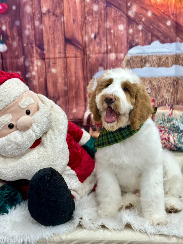 Woof Gang Bakery & Grooming Beltline Atlanta