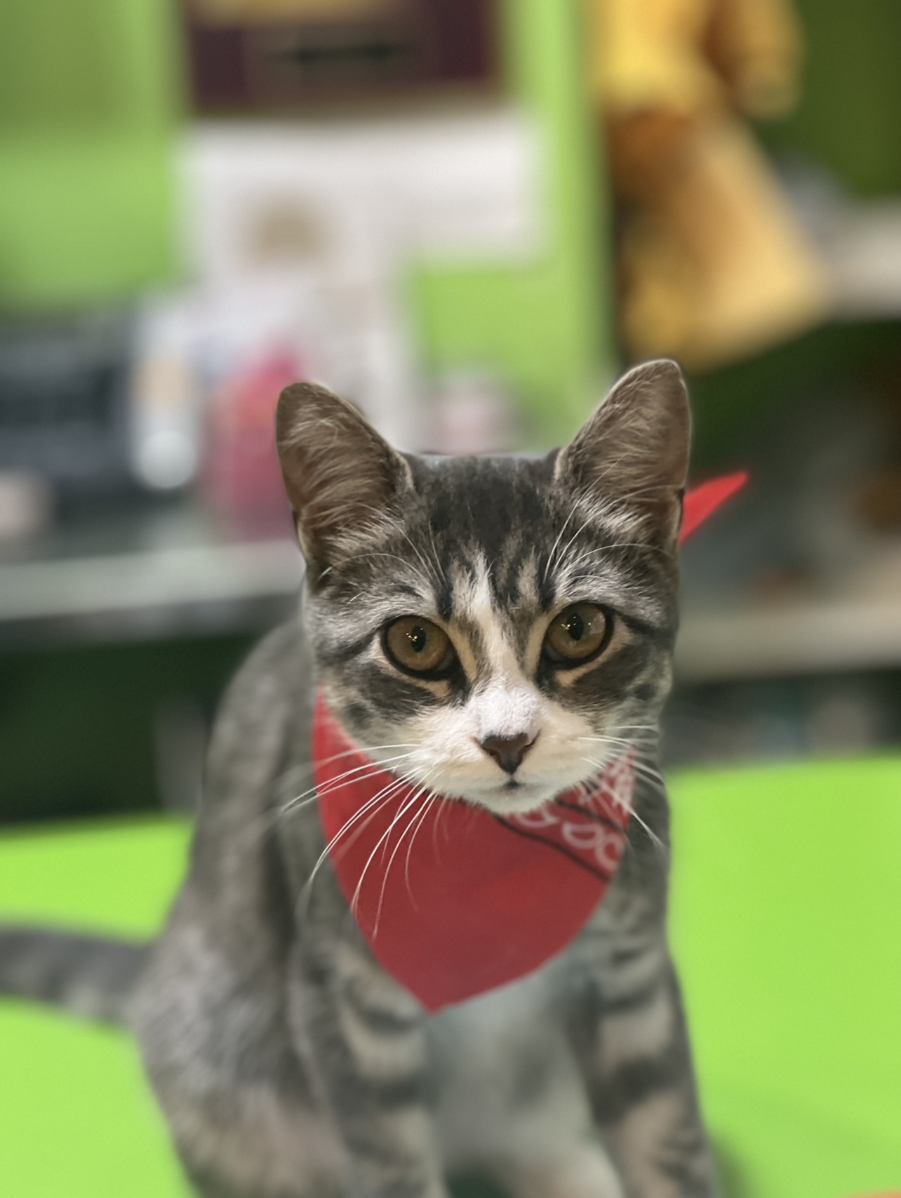 Puppy United Atlanta