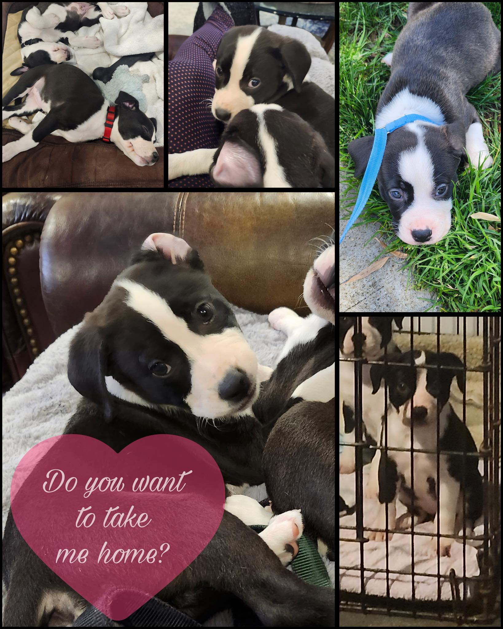 Mt Paran Animal Hospital Atlanta