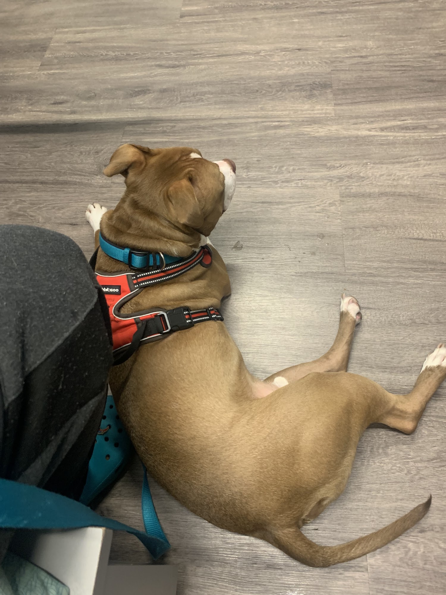 The Village Vets Westside Atlanta