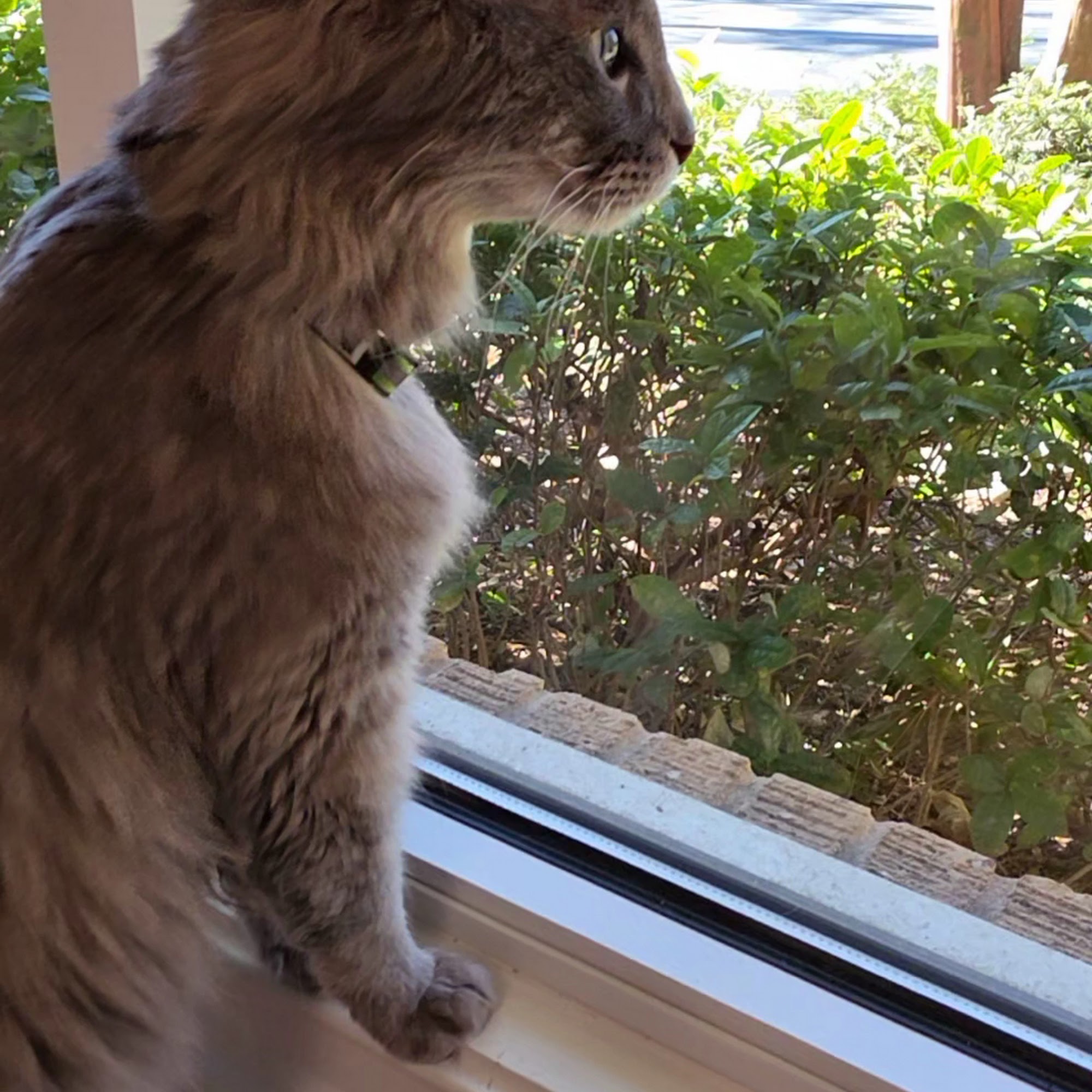 The Cat Doctor Atlanta