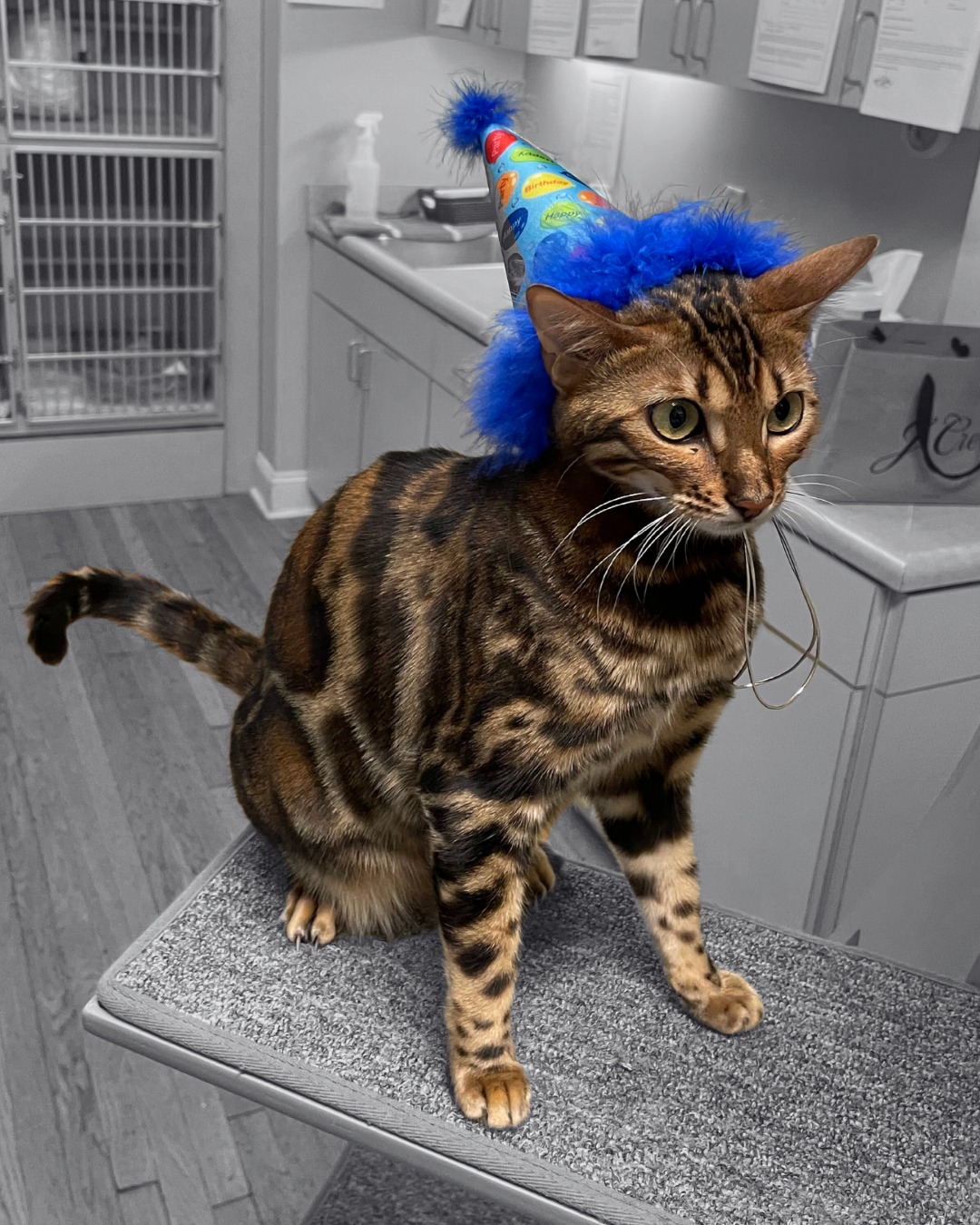 The Cat Doctor Atlanta